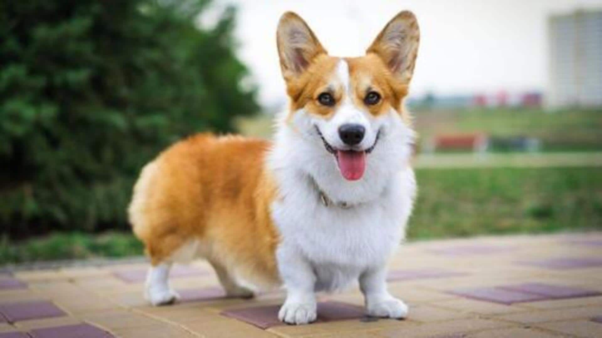 Keep your Corgi's joint health intact with these tips