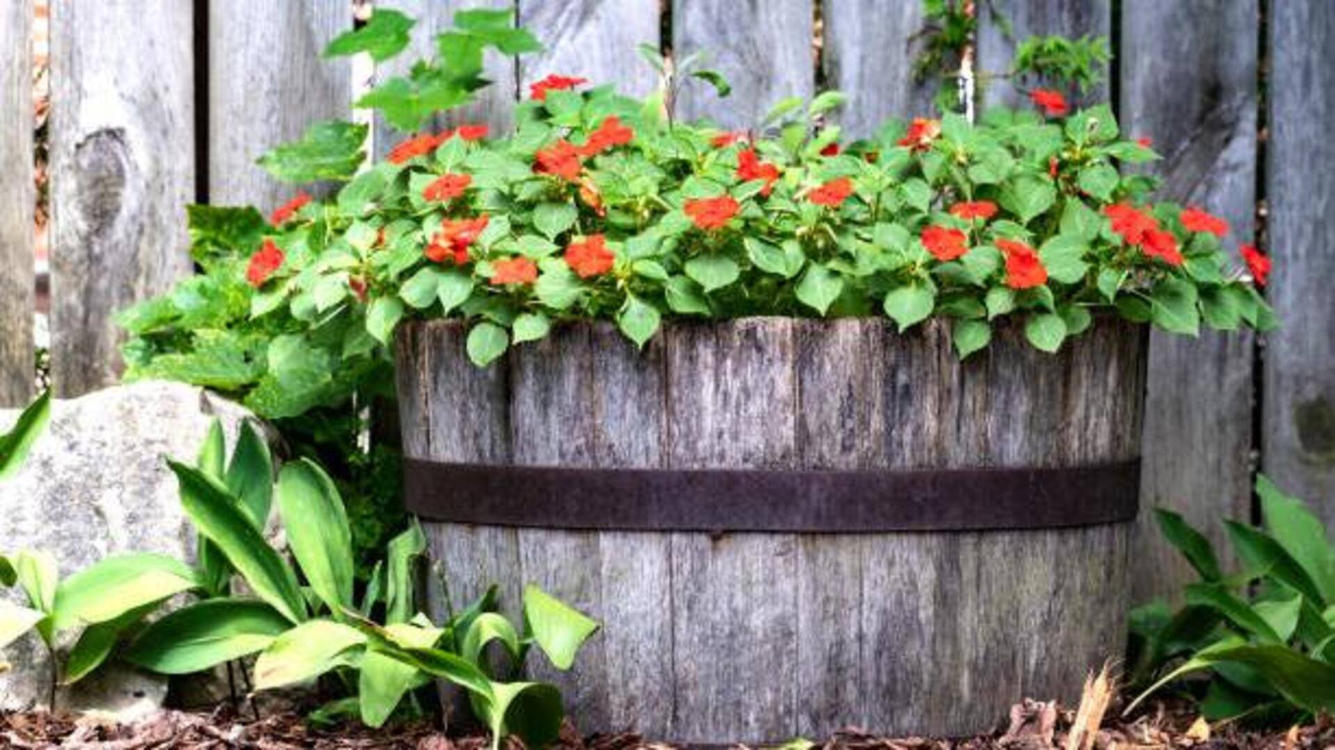 Refresh your garden decor with drum planters 