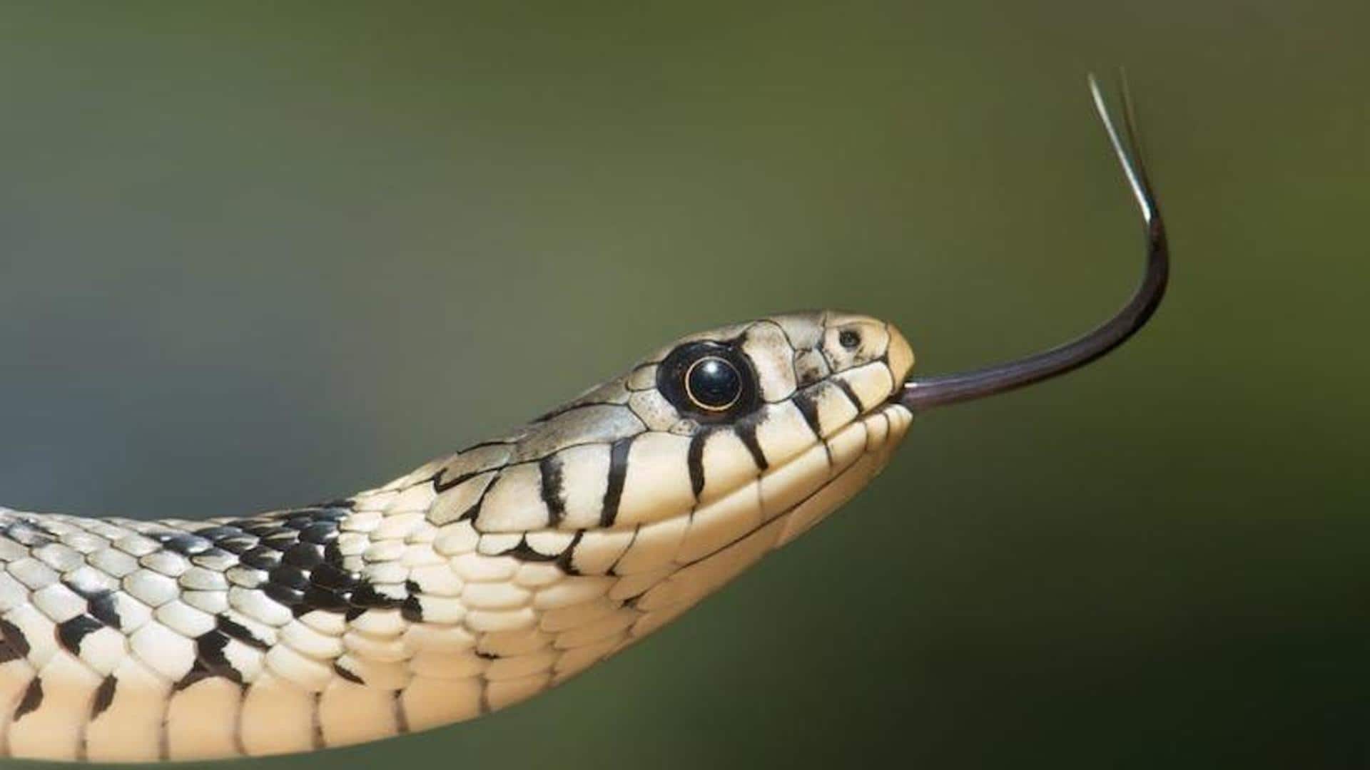 World Snake Day: Interesting facts about these venomous creatures