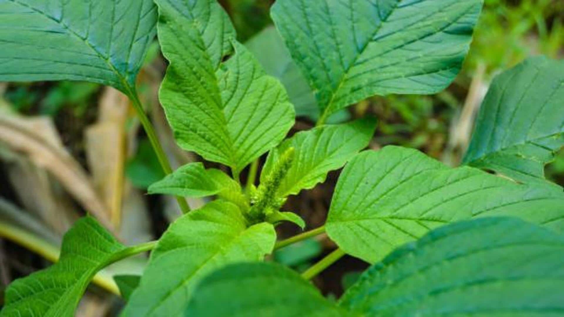 Cooking with afang leaves: 5 must-try dishes Cooking with afang leaves: 5 must-try dishes