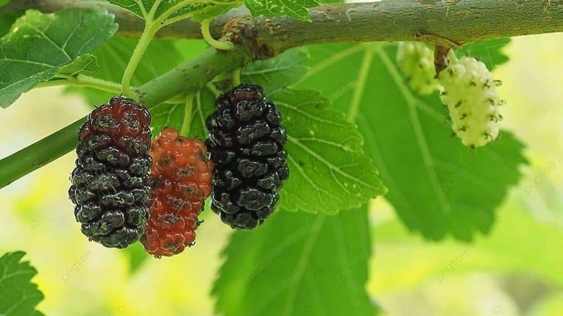How to grow dwarf mulberry bushes at home How to grow dwarf mulberry bushes at home