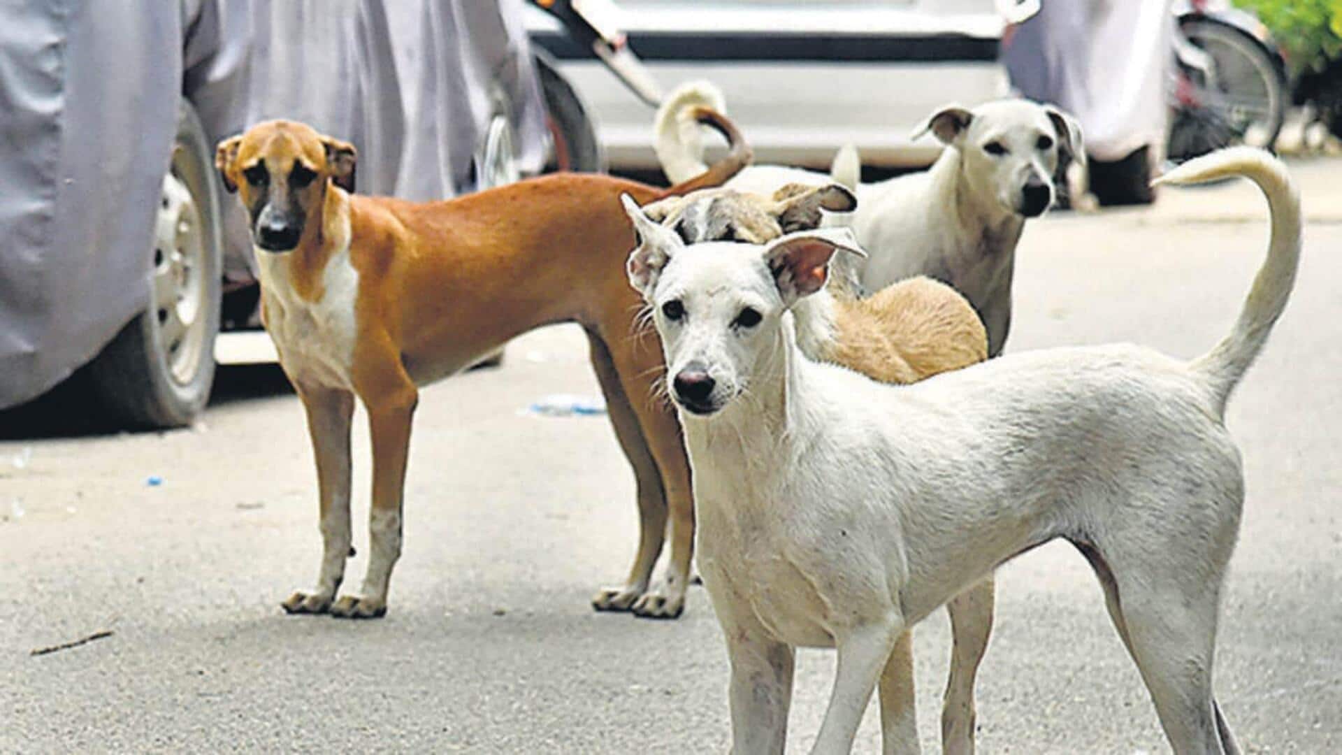 'Wasting court's time: SC slams states in street dogs case  'Wasting court's time: SC slams states in street dogs case