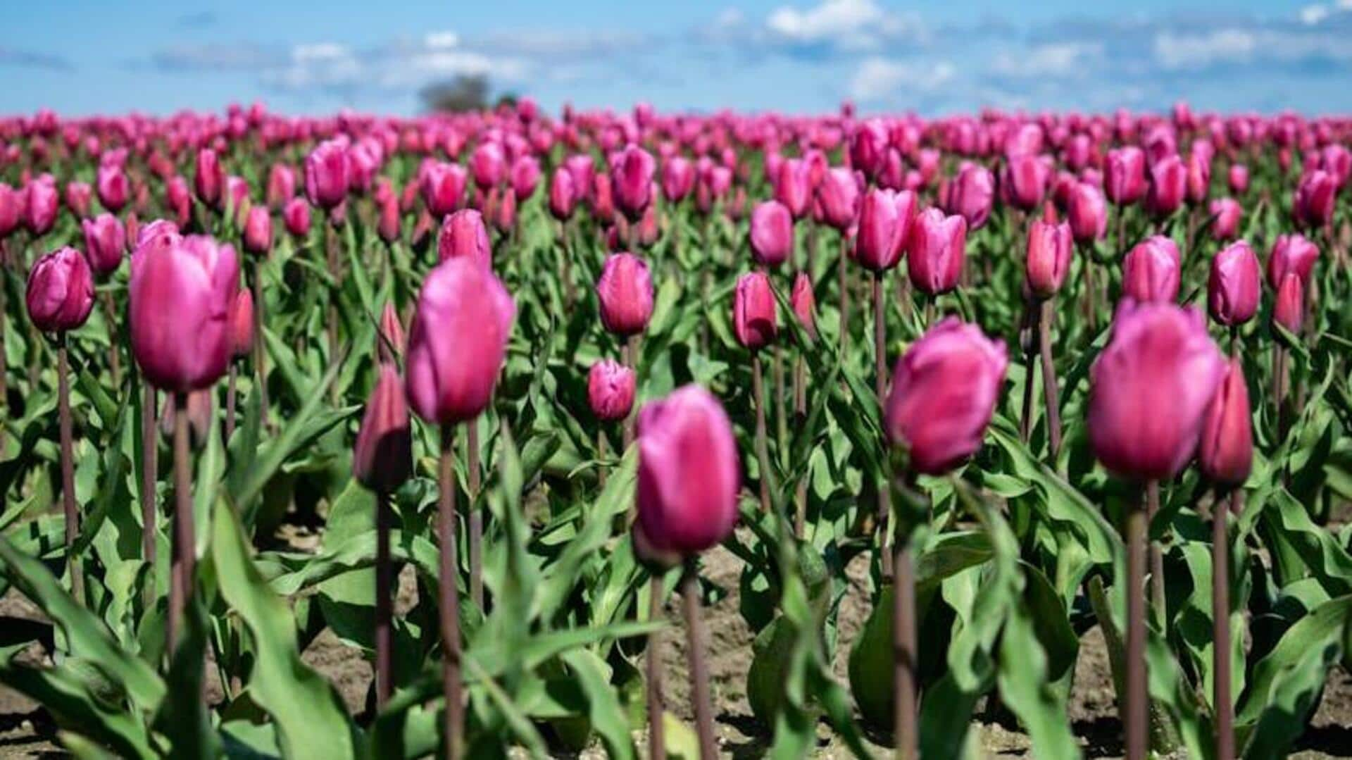 Pedal through the colorful tulip fields of Netherlands