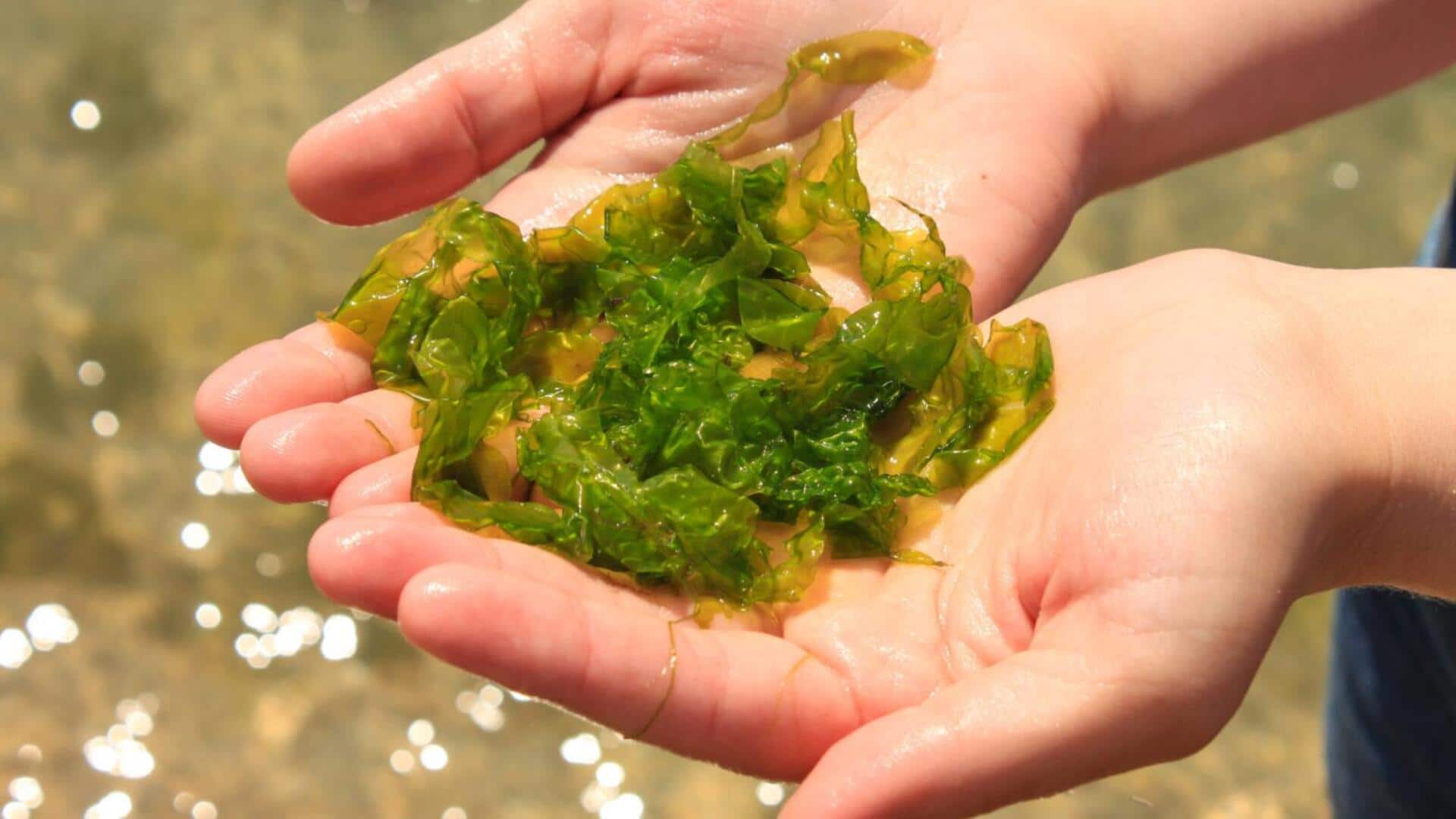 5 seaweed varieties you need to try