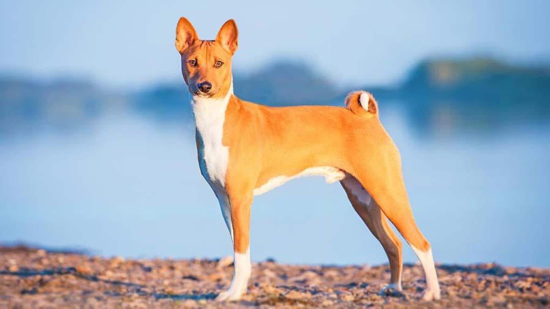 How to fulfill Basenji's exercise needs with finesse
