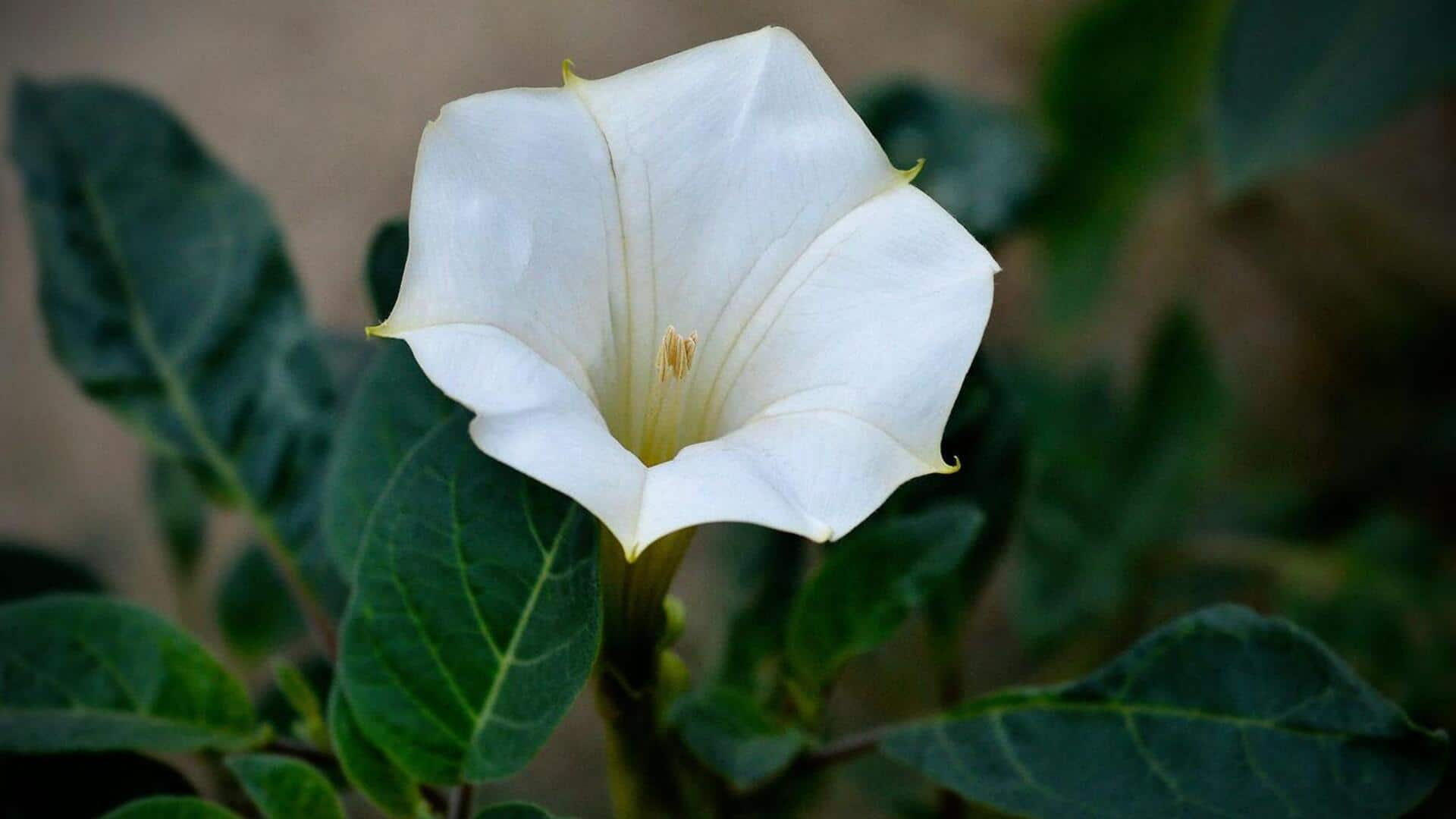 Growing luminous moonflowers in evening gardens