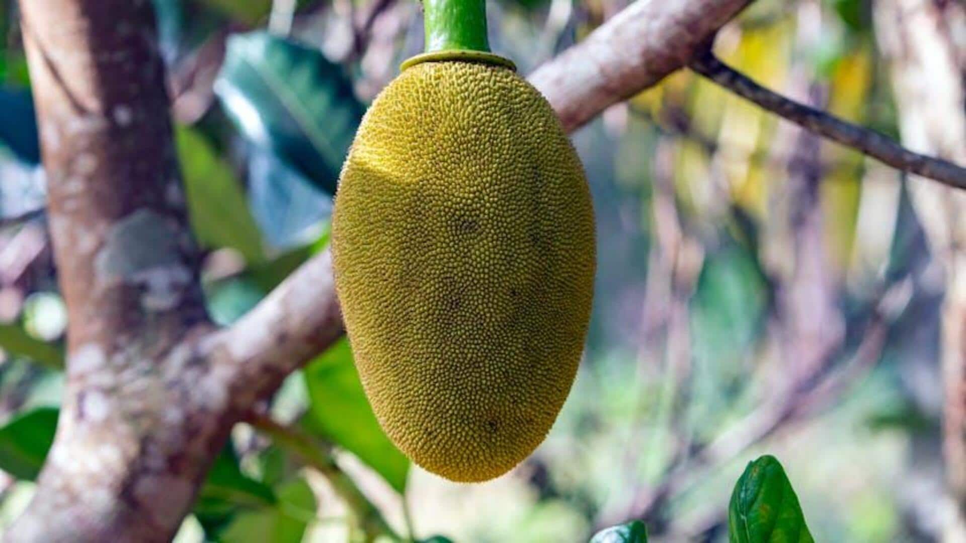 Jackfruit v/s breadfruit: Comparing their nutrition Jackfruit v/s breadfruit: Comparing their nutrition