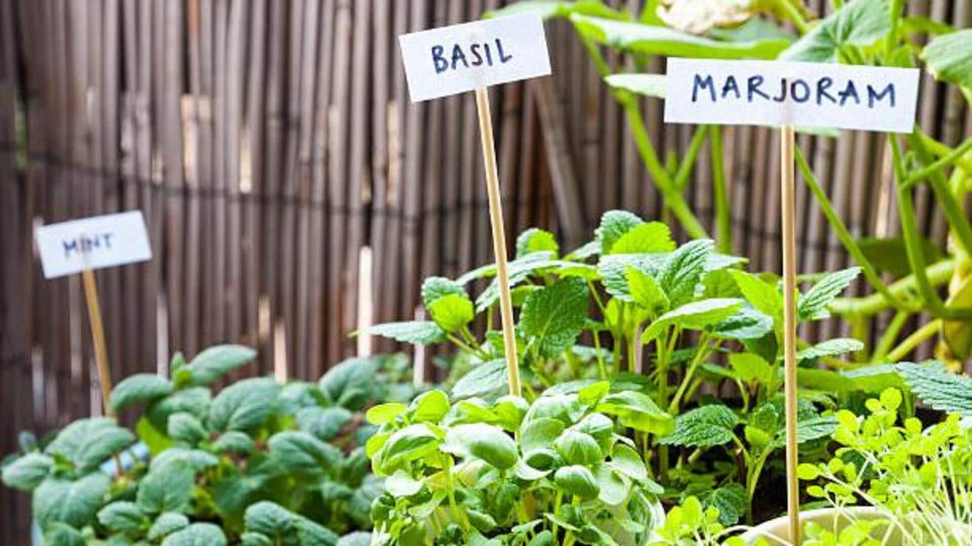 A beginner's guide to herb gardening A beginner's guide to herb gardening