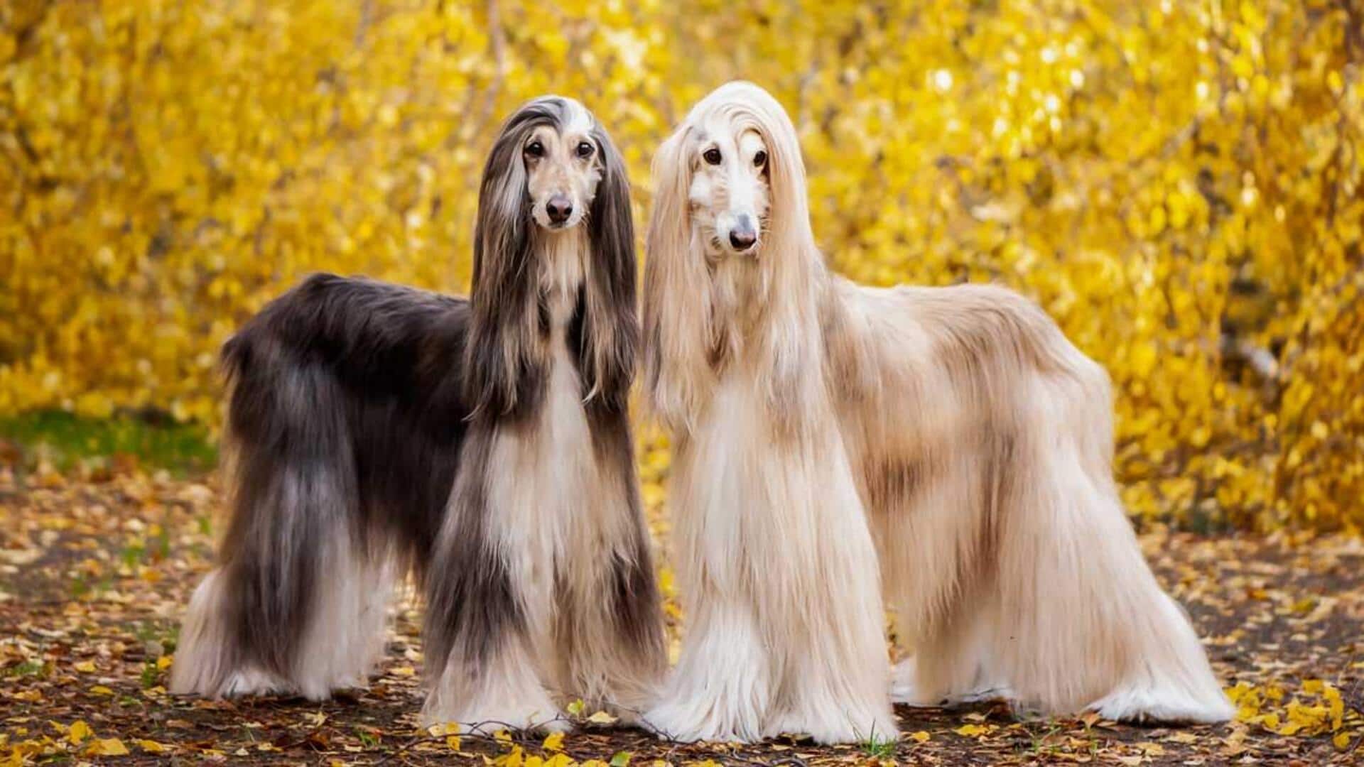 Afghan Hound dog grooming: Take note of these tips