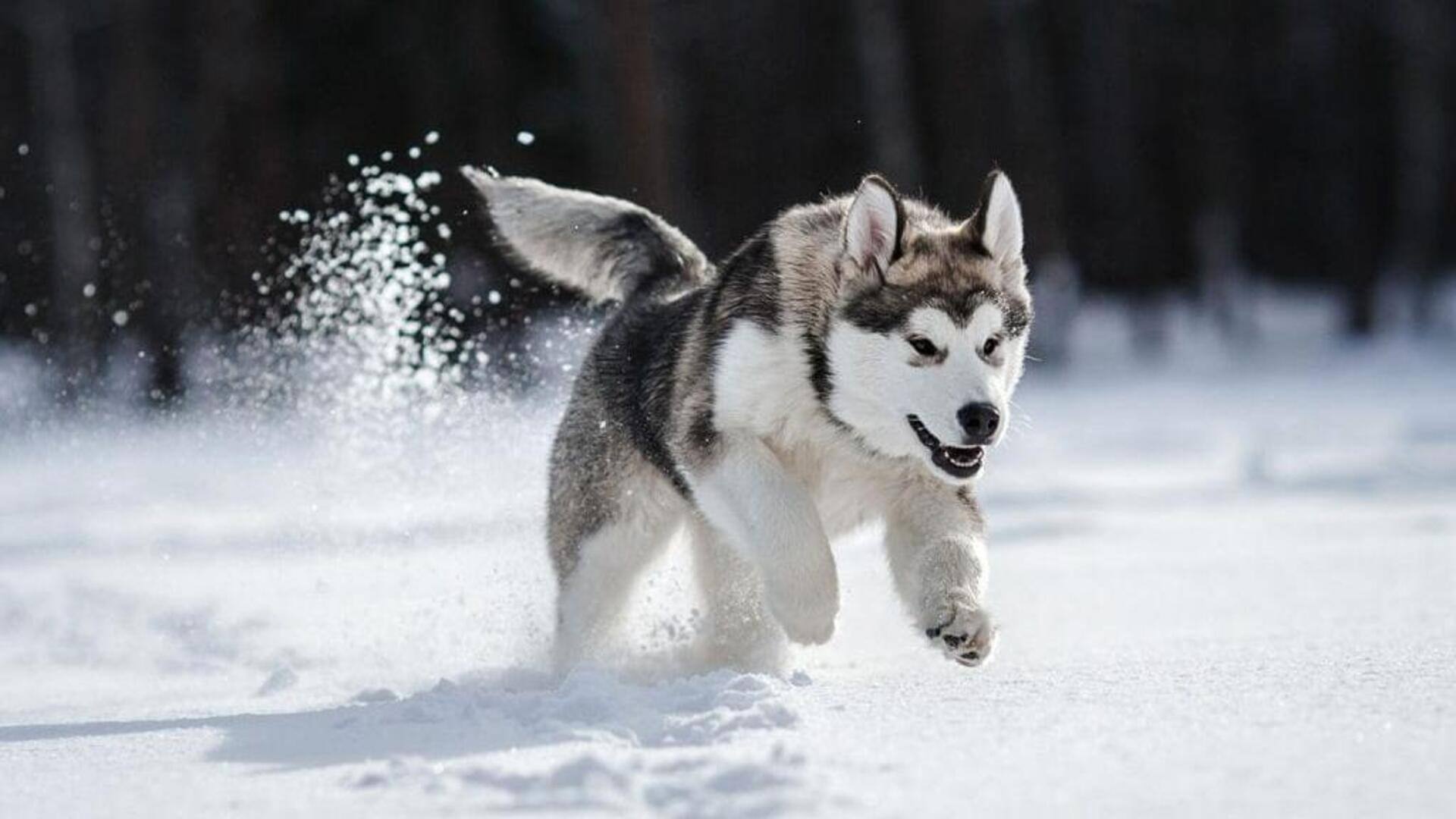 Siberian Huskies' winter care tips their owners should know 