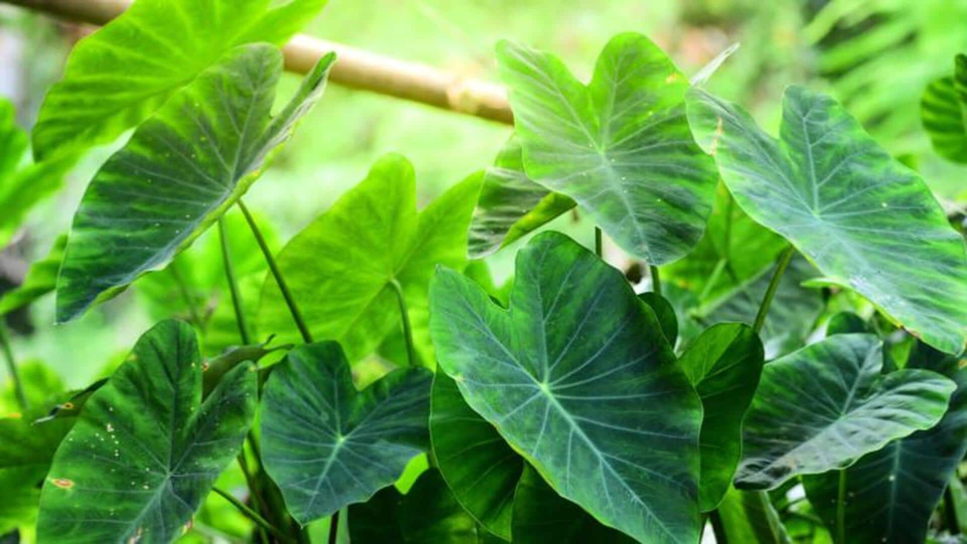 5 surprising health benefits of taro leaves 5 surprising health benefits of taro leaves