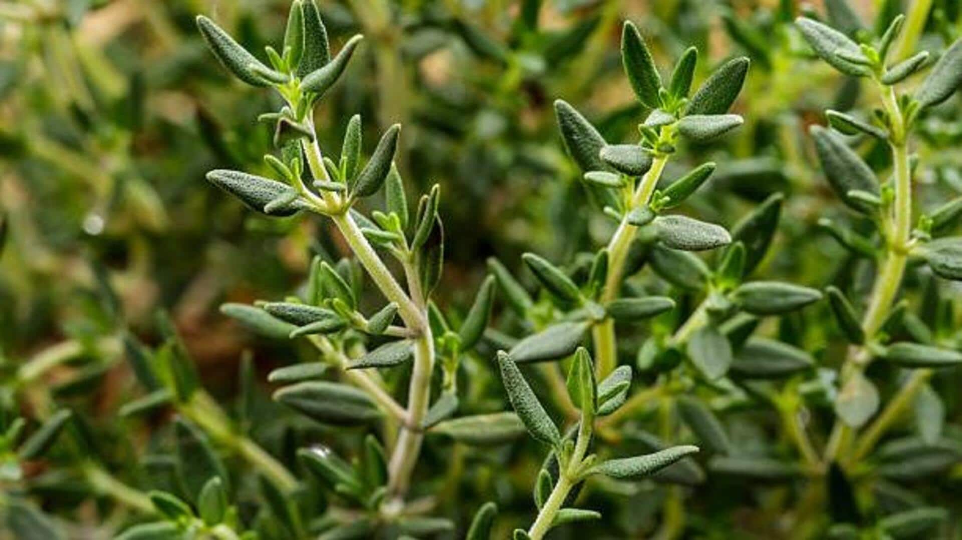5 amazing health benefits of thyme 5 amazing health benefits of thyme