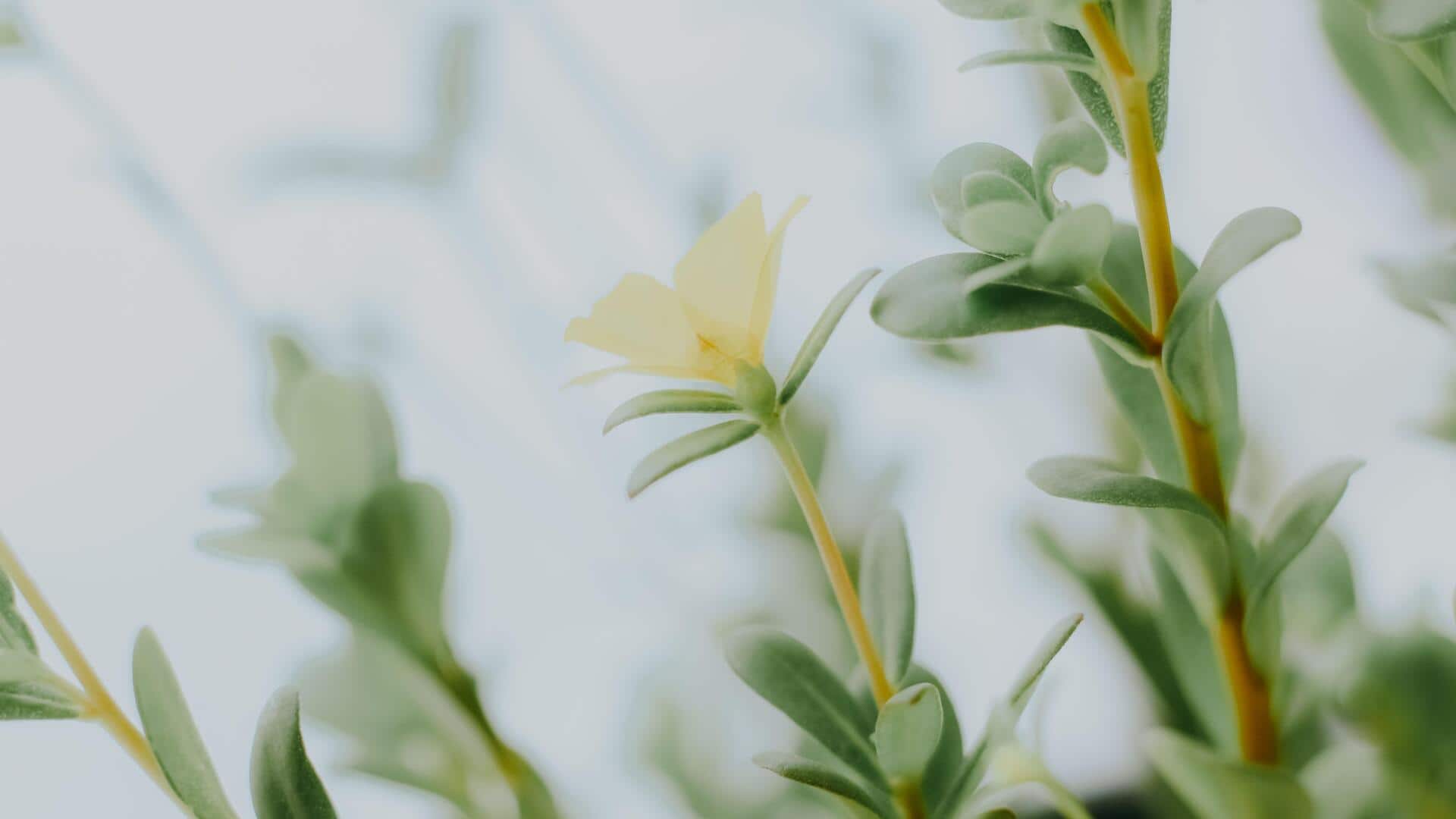 The superfood you might be pulling out of your garden