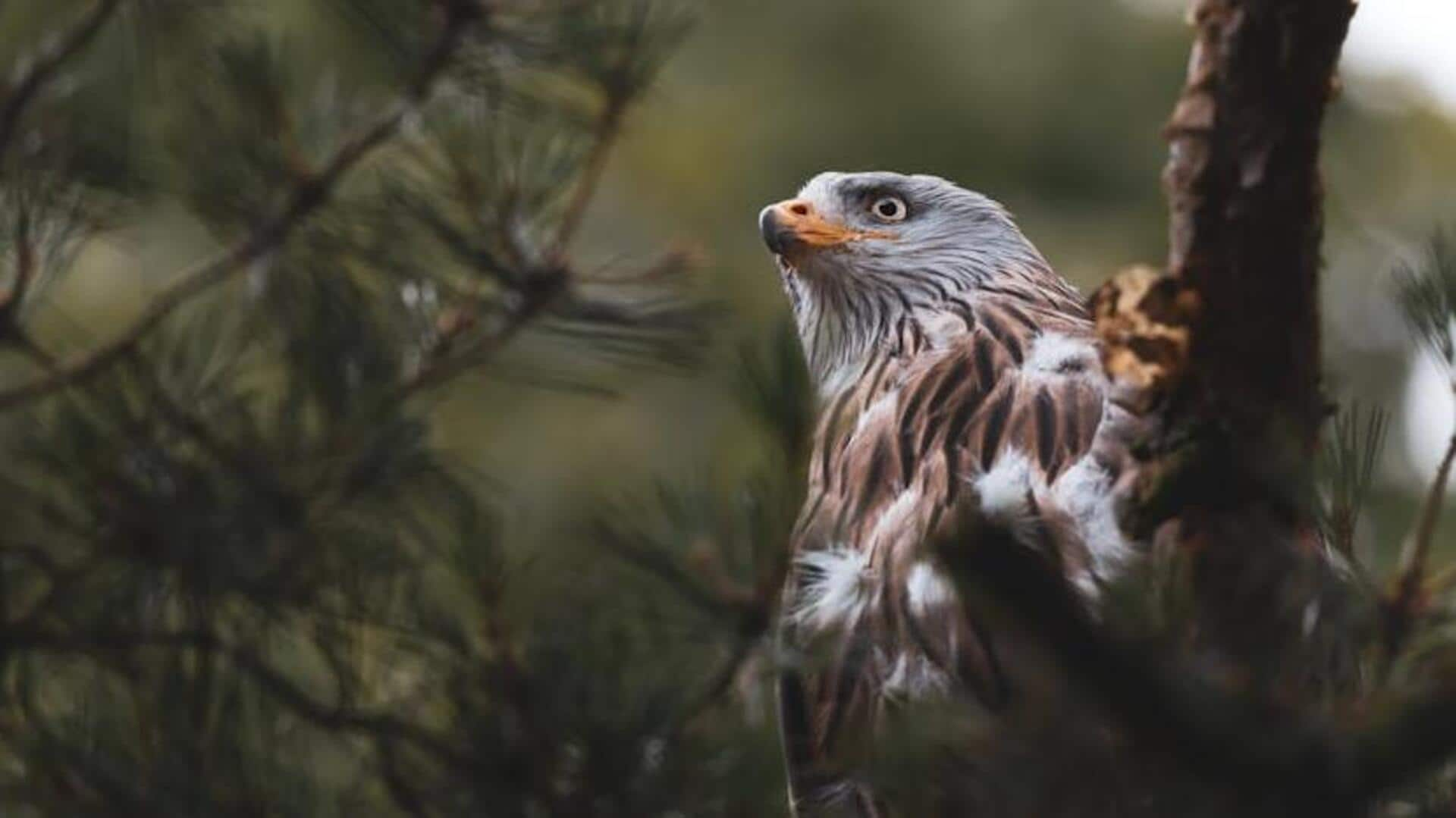 Traditional falconry: Majestic birds of prey experience