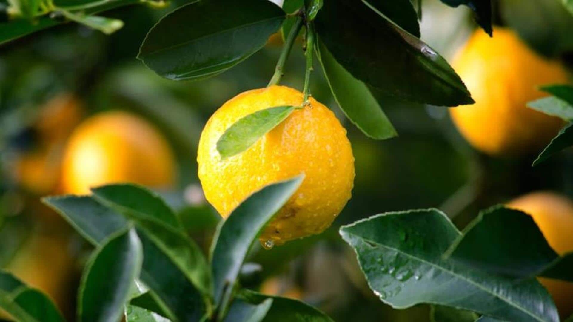 Lively lemon trees: 5 citrus cultivation essentials