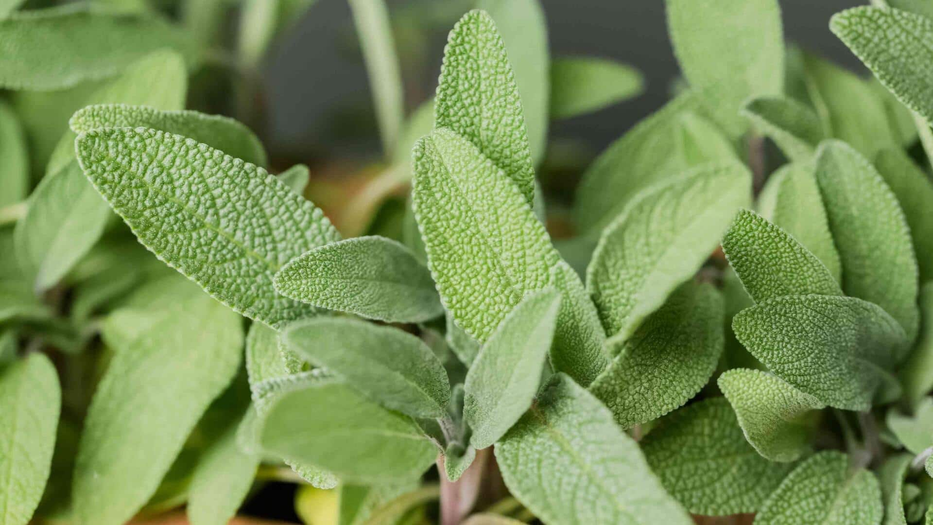 Growing flavorful sage in permaculture gardens