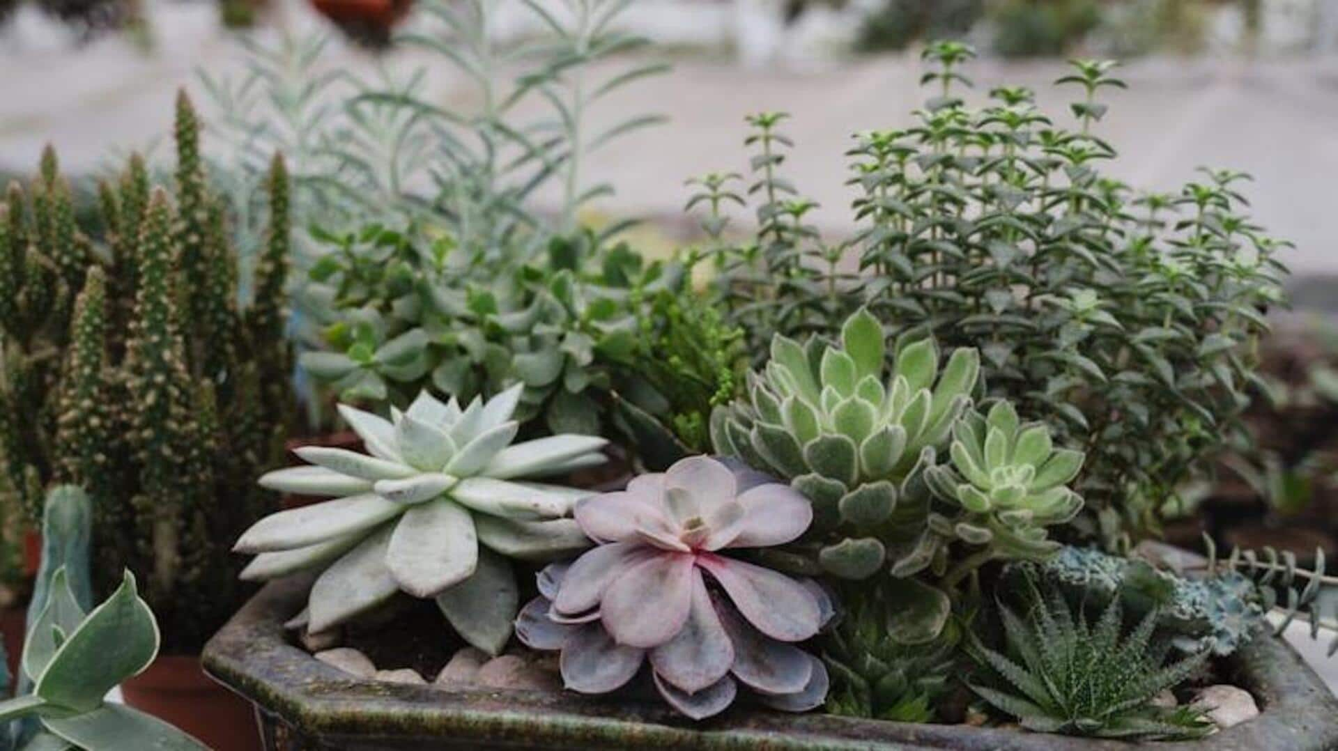 How to behave at cactus-succulent shows (the polite way!)