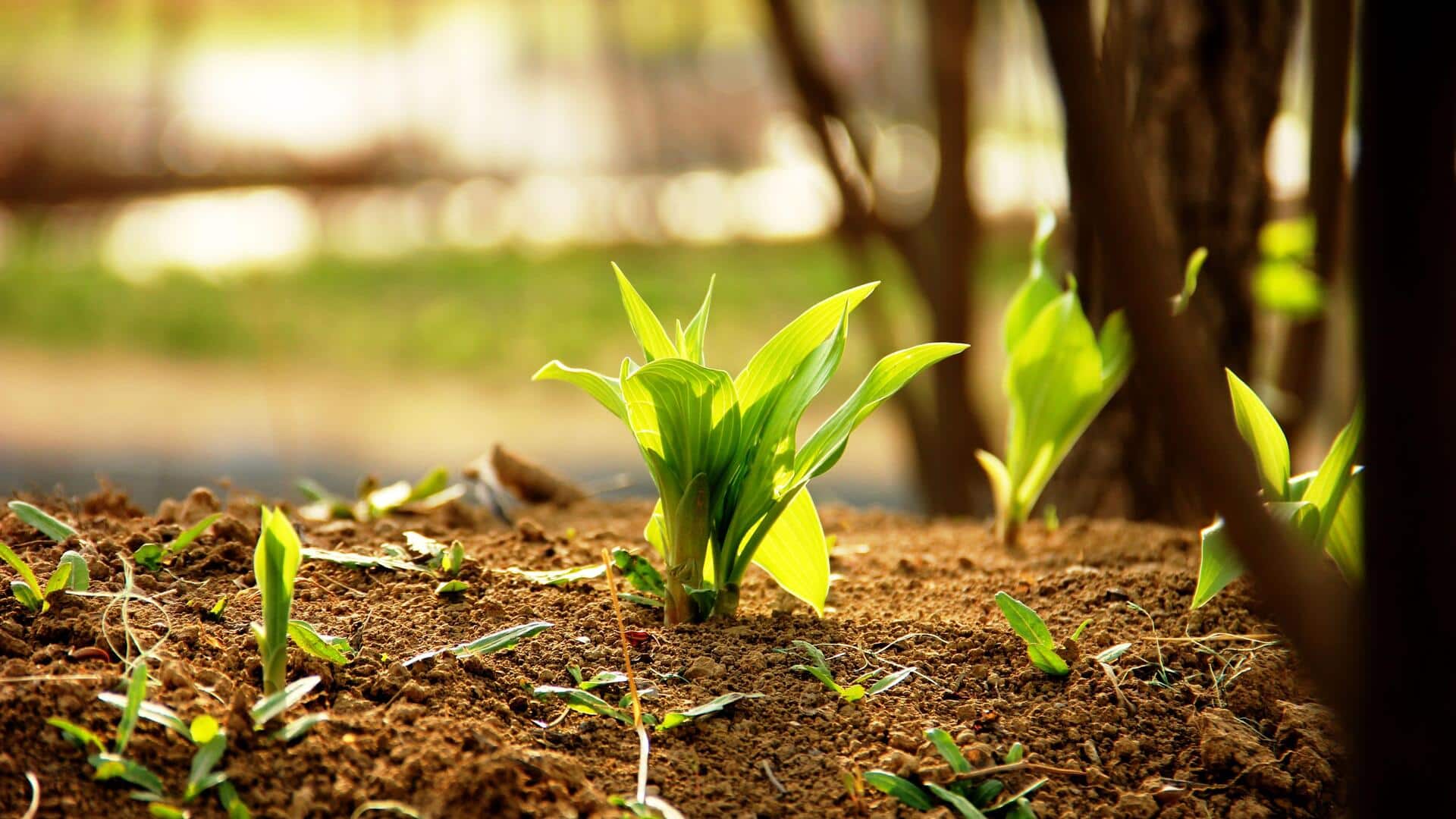 Grow arrowroot at home with these simple tips