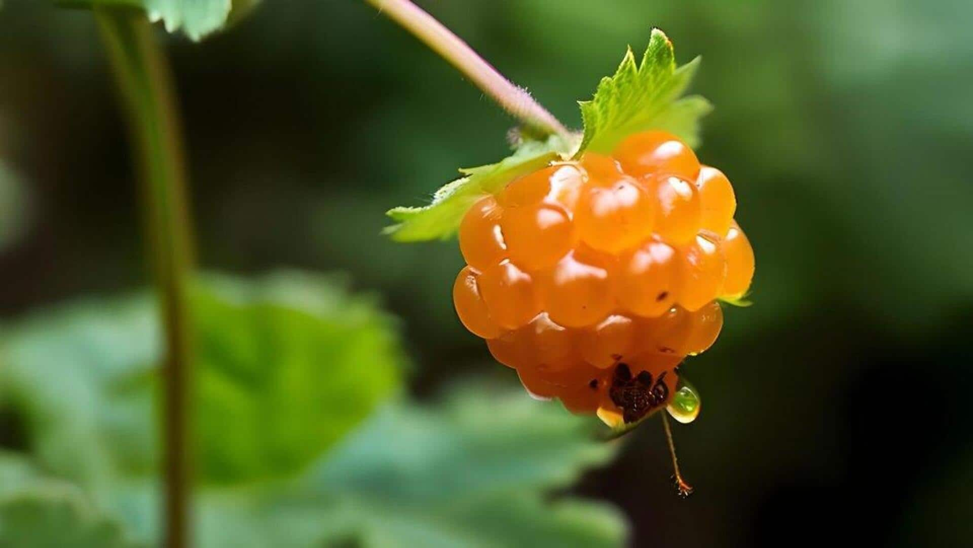 From berry to brain: Cognitive wonders of cloudberry seed oil 