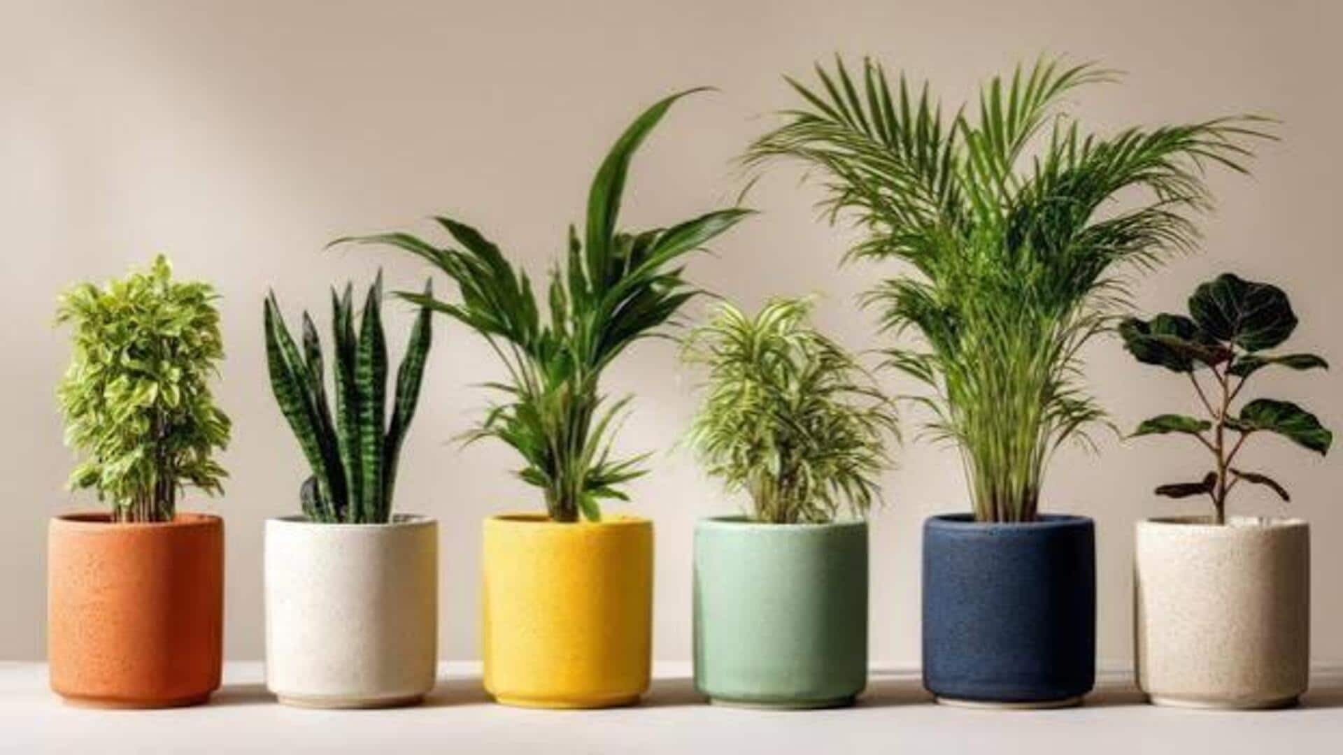 How to style indoor plants with ceramic planters
