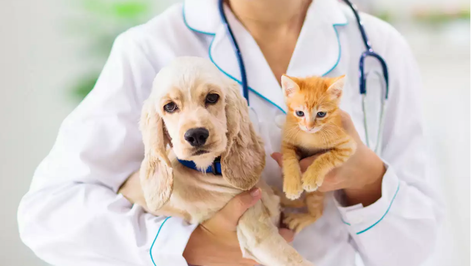 Here how to choose the best pet insurance 