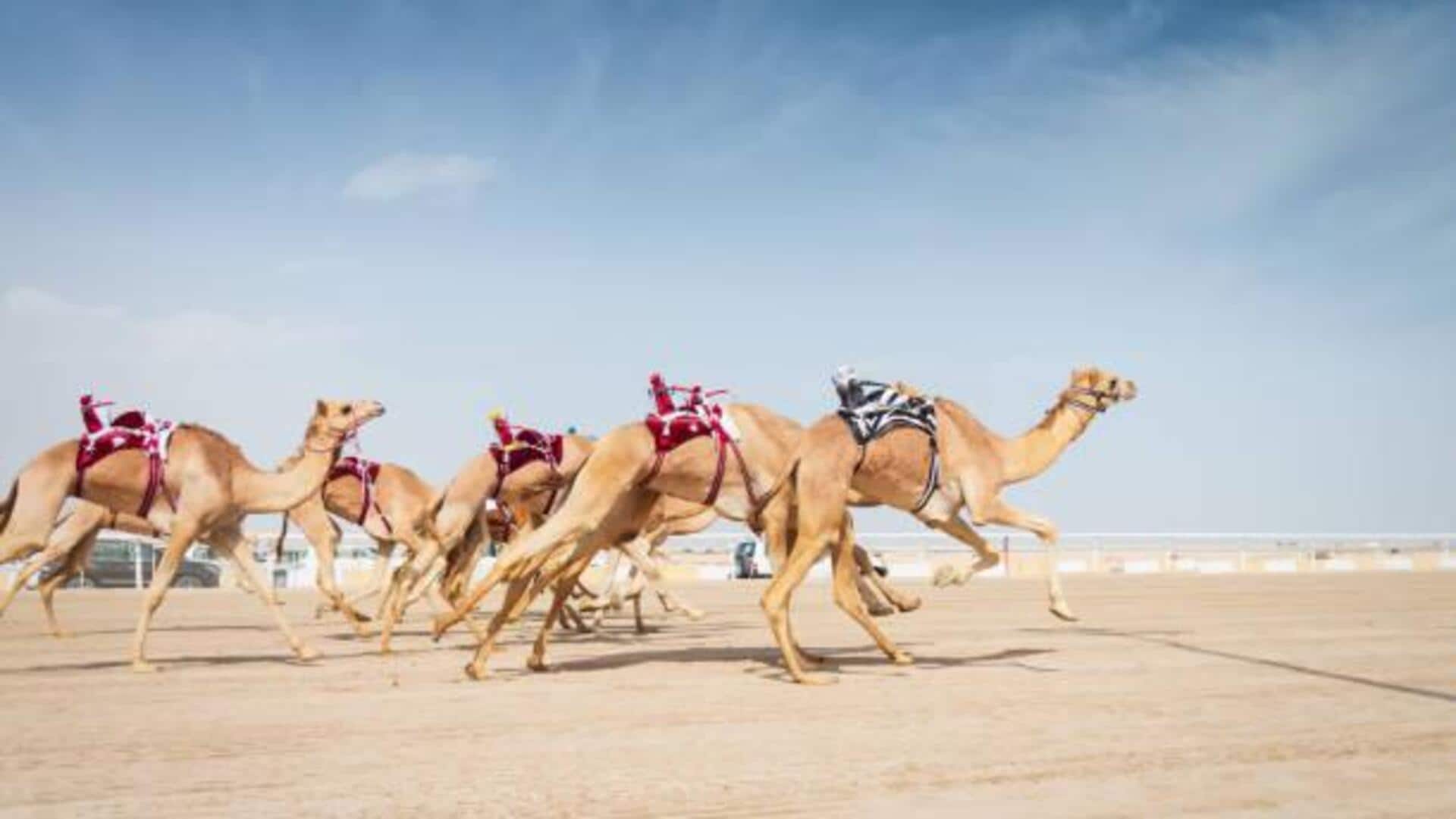 What makes camel racing a fascinating desert sport 