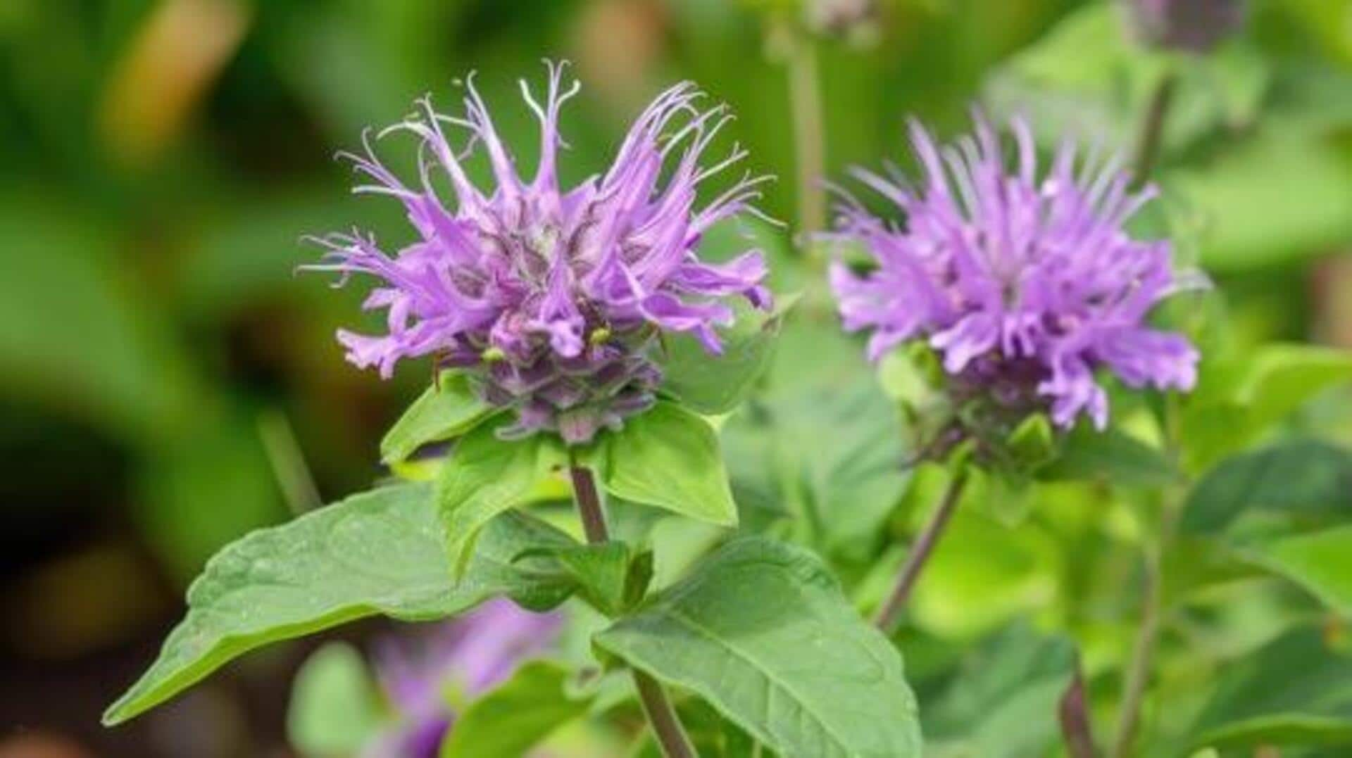 Enhance your skin with monarda leaf essence