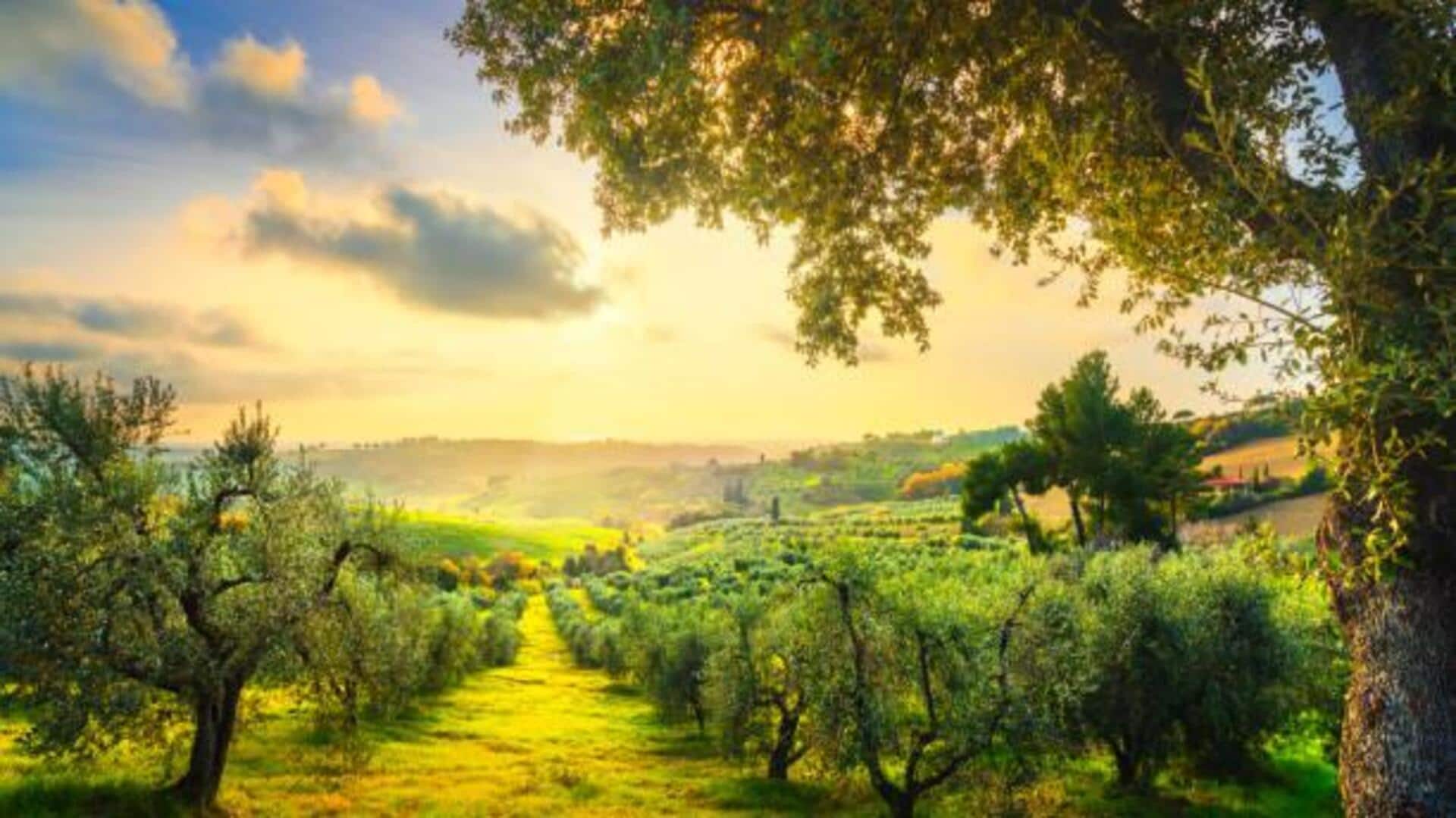 Italy's serene olive grove retreats: A list Italy's serene olive grove retreats: A list