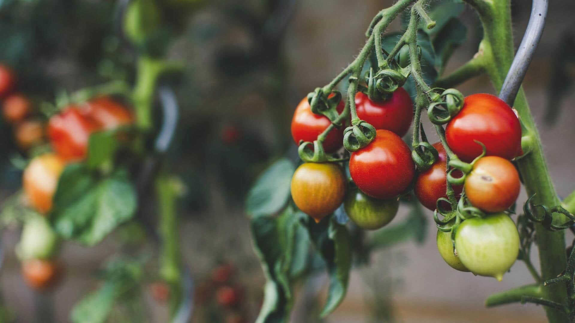 Are GMO foods harmful? 