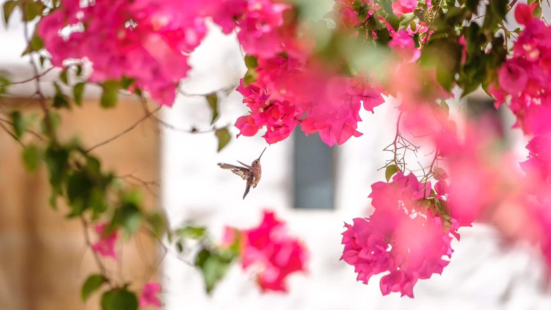 5 ways hummingbird videos help you stay calm