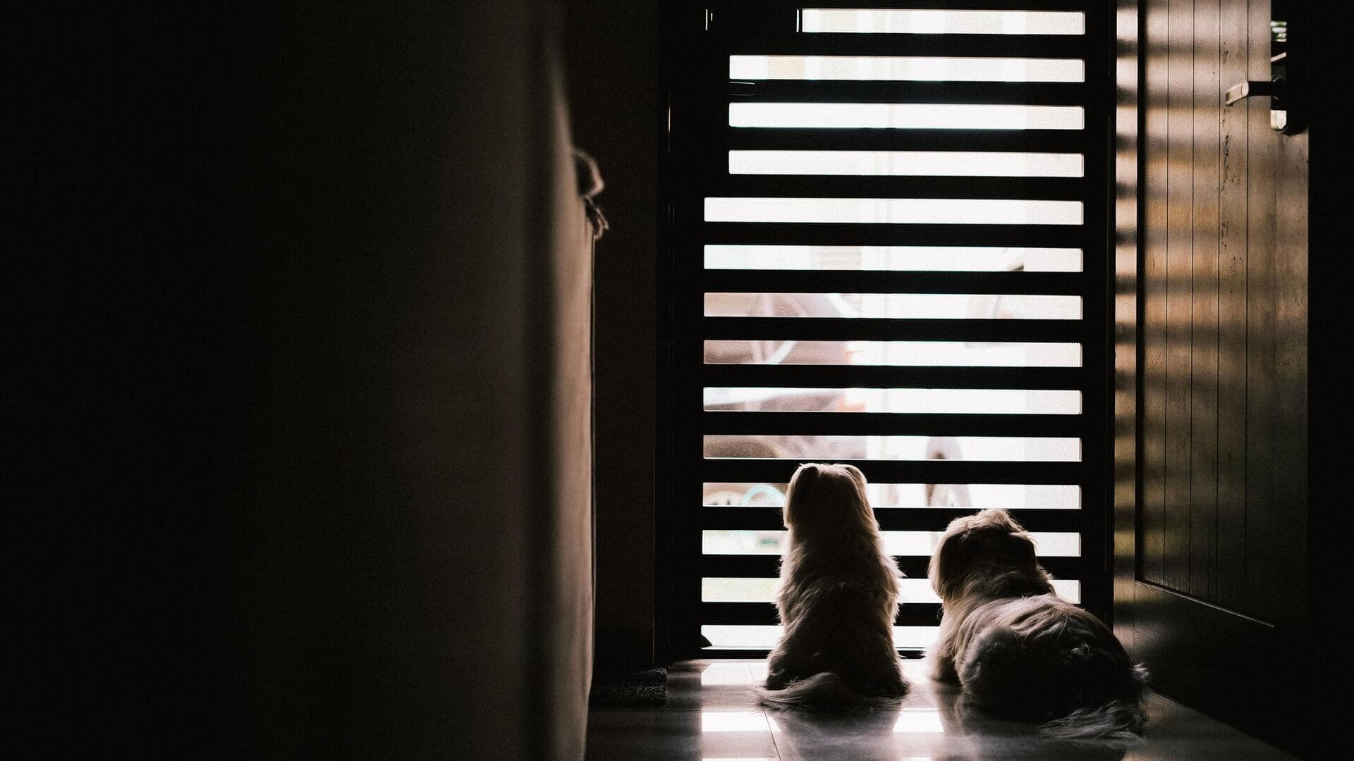 5 easy ways to dog-proof your doors