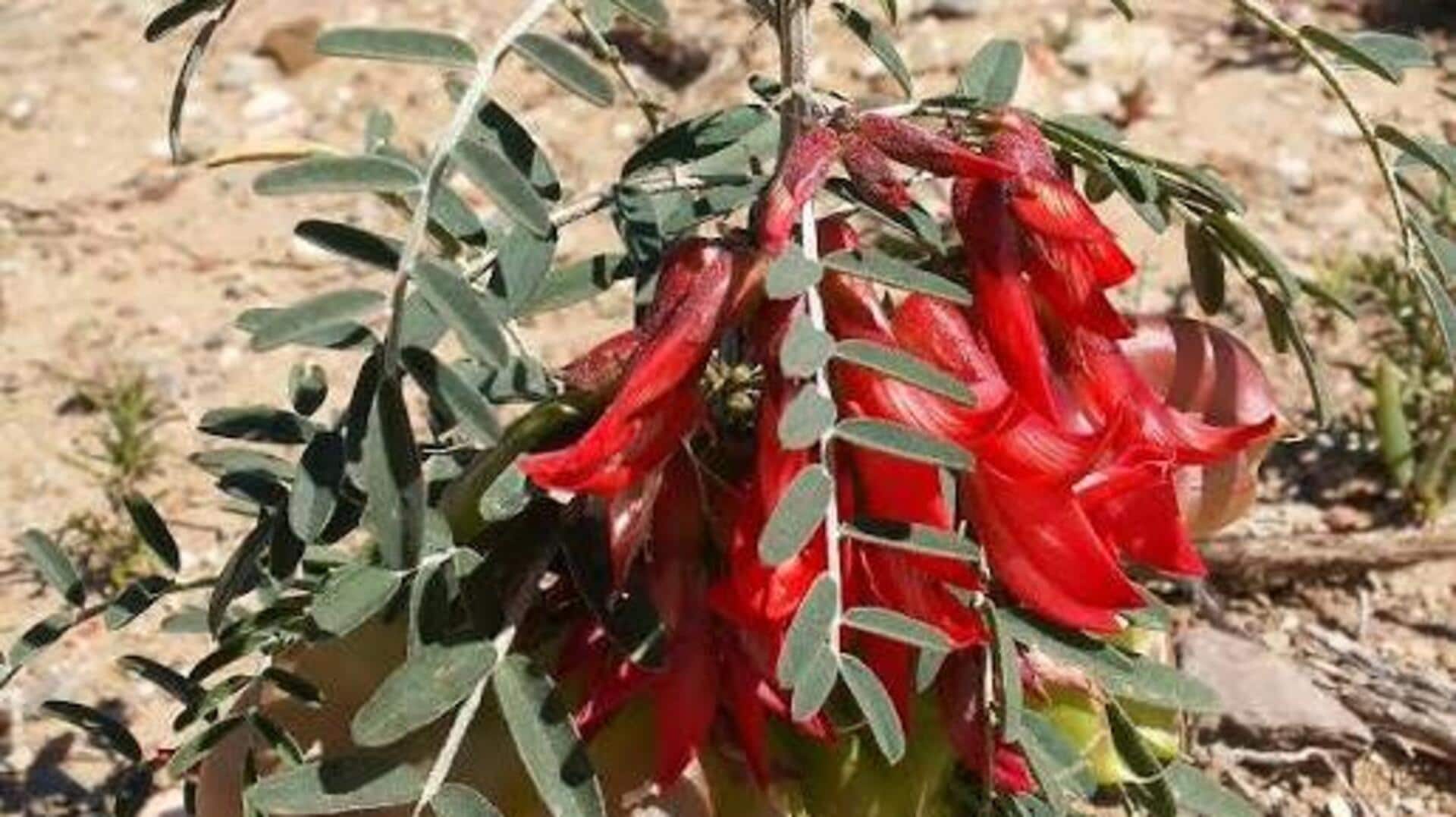 Sutherlandia: The African herb you need to know
