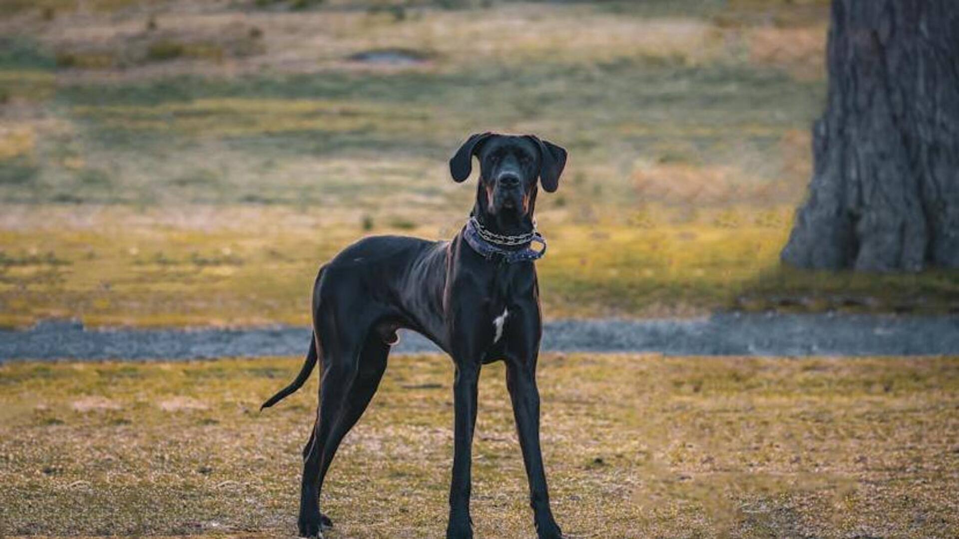 Care tips for your old Great Dane