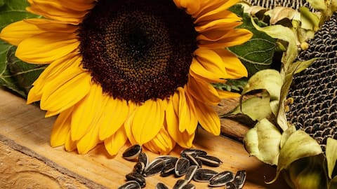 Sunflower seeds: 5 health benefits you probably didn't know
