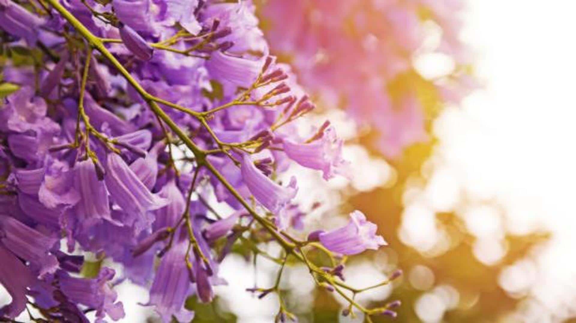 Try these desserts featuring jacaranda flowers 
