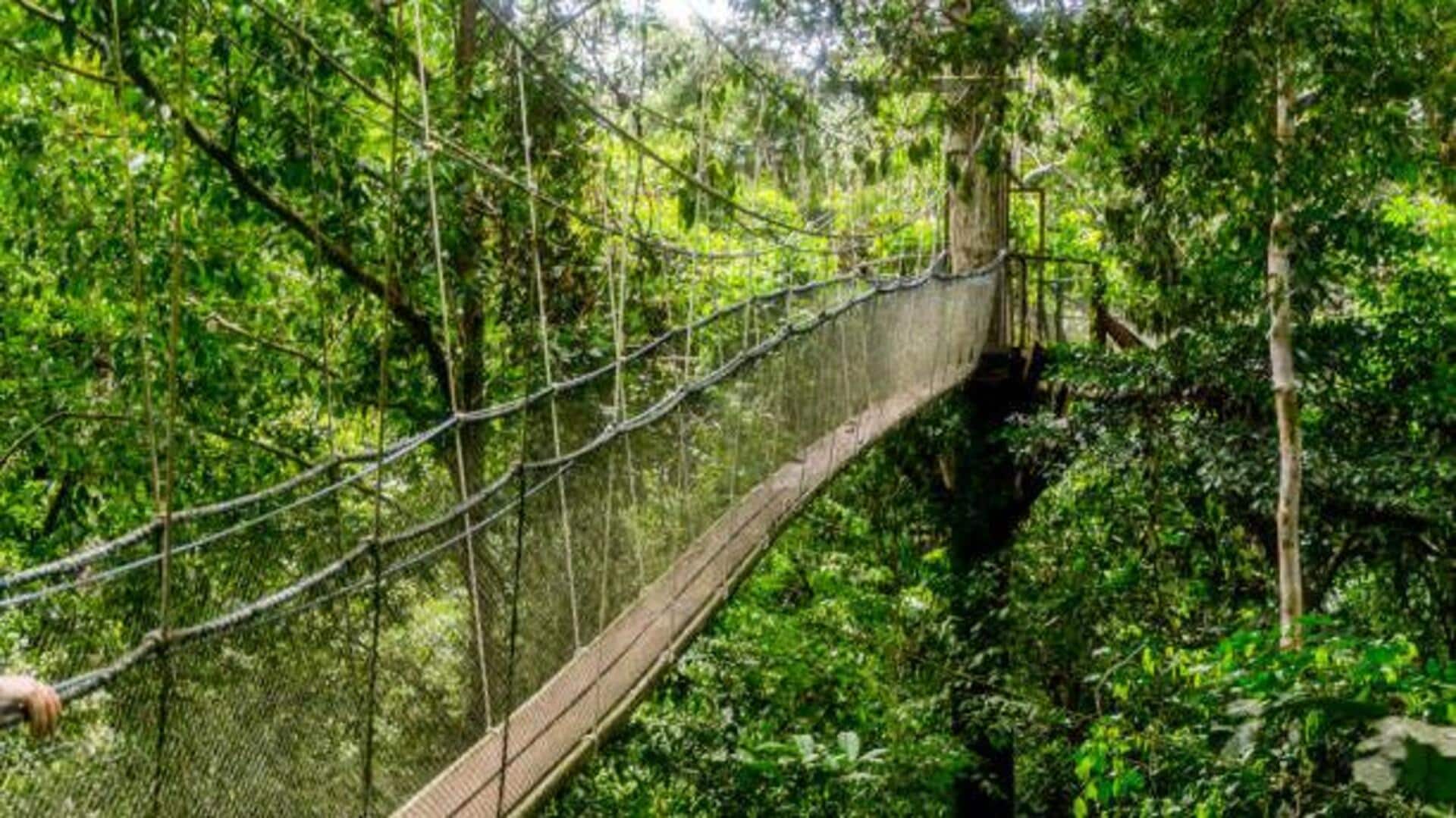 Jungle canopy walks: 5 breathtaking spots worldwide 