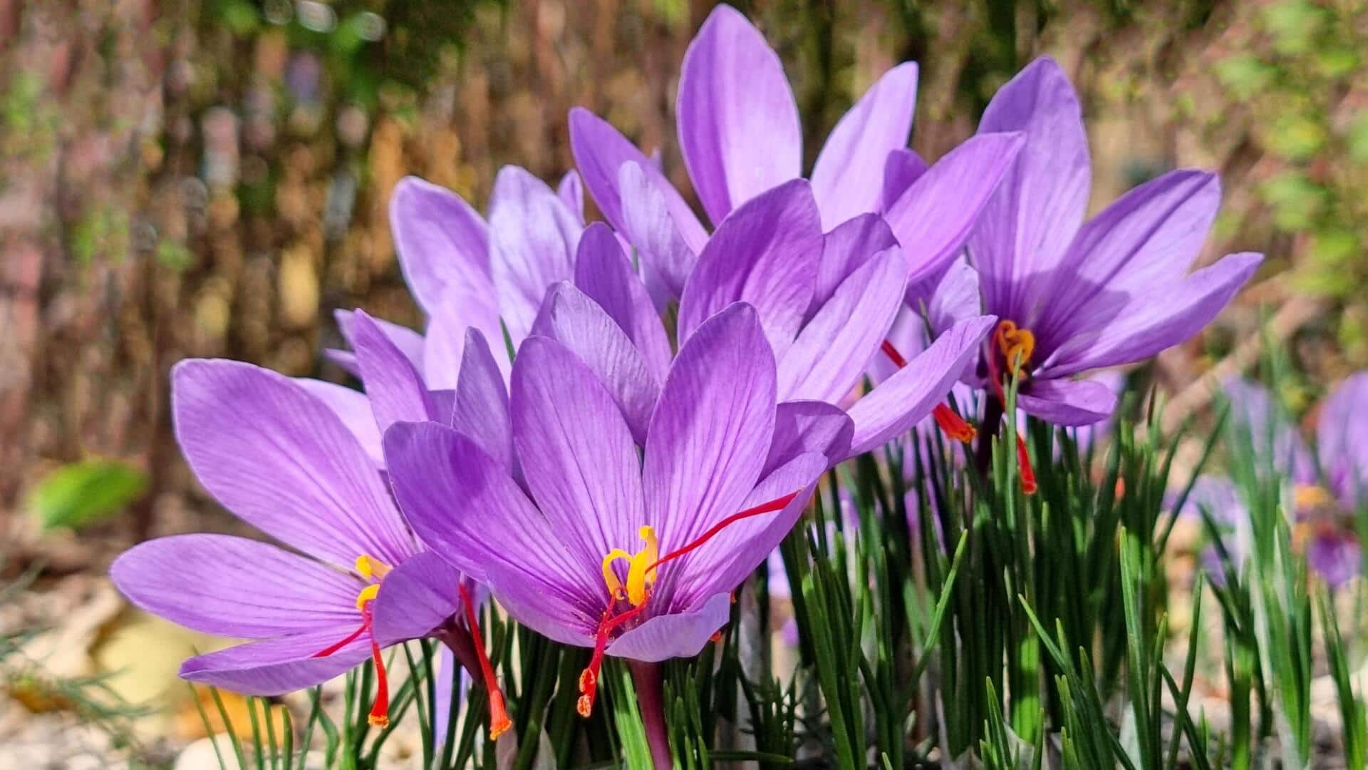 You can grow saffron at home, we tell you how