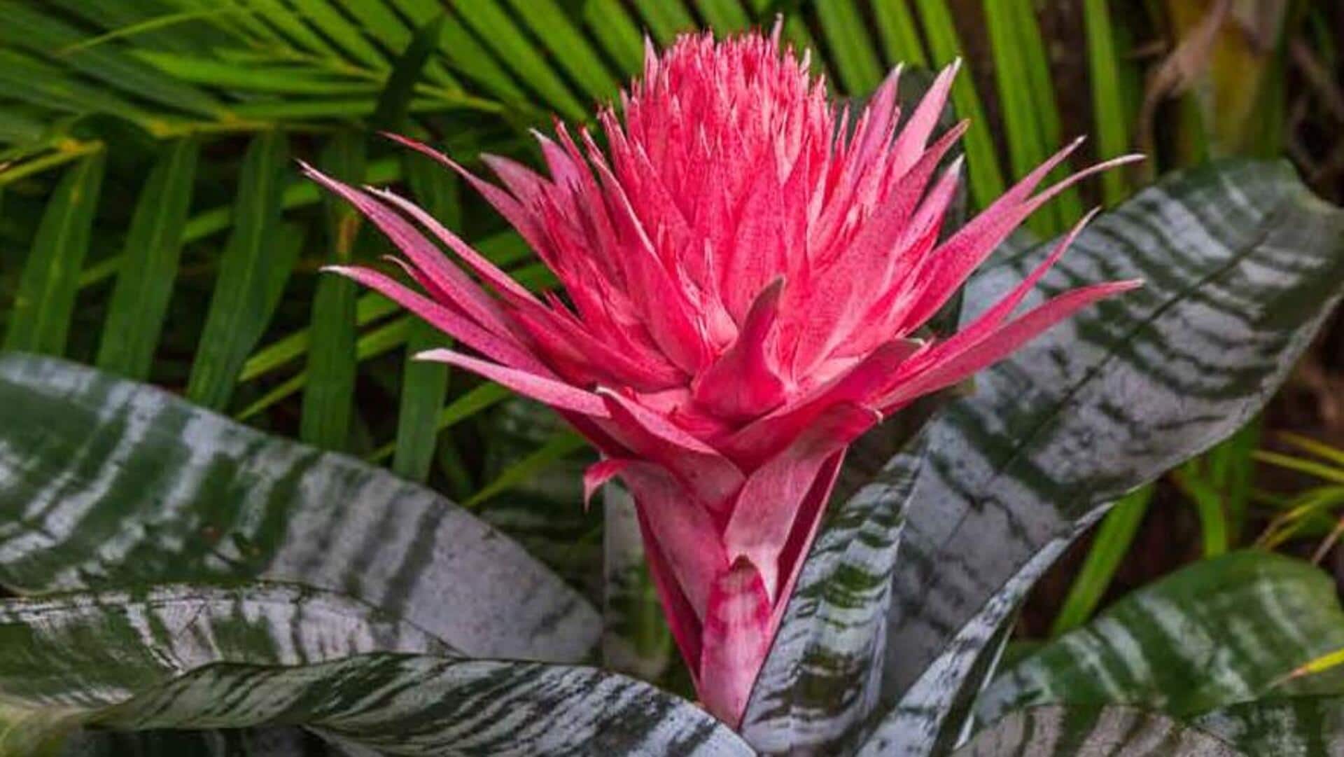 How to grow bromeliads at home How to grow bromeliads at home