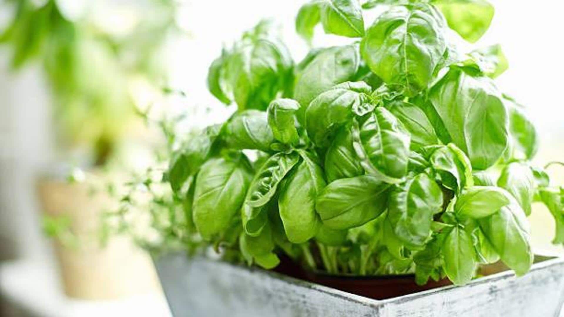 5 watering hacks for basil plant