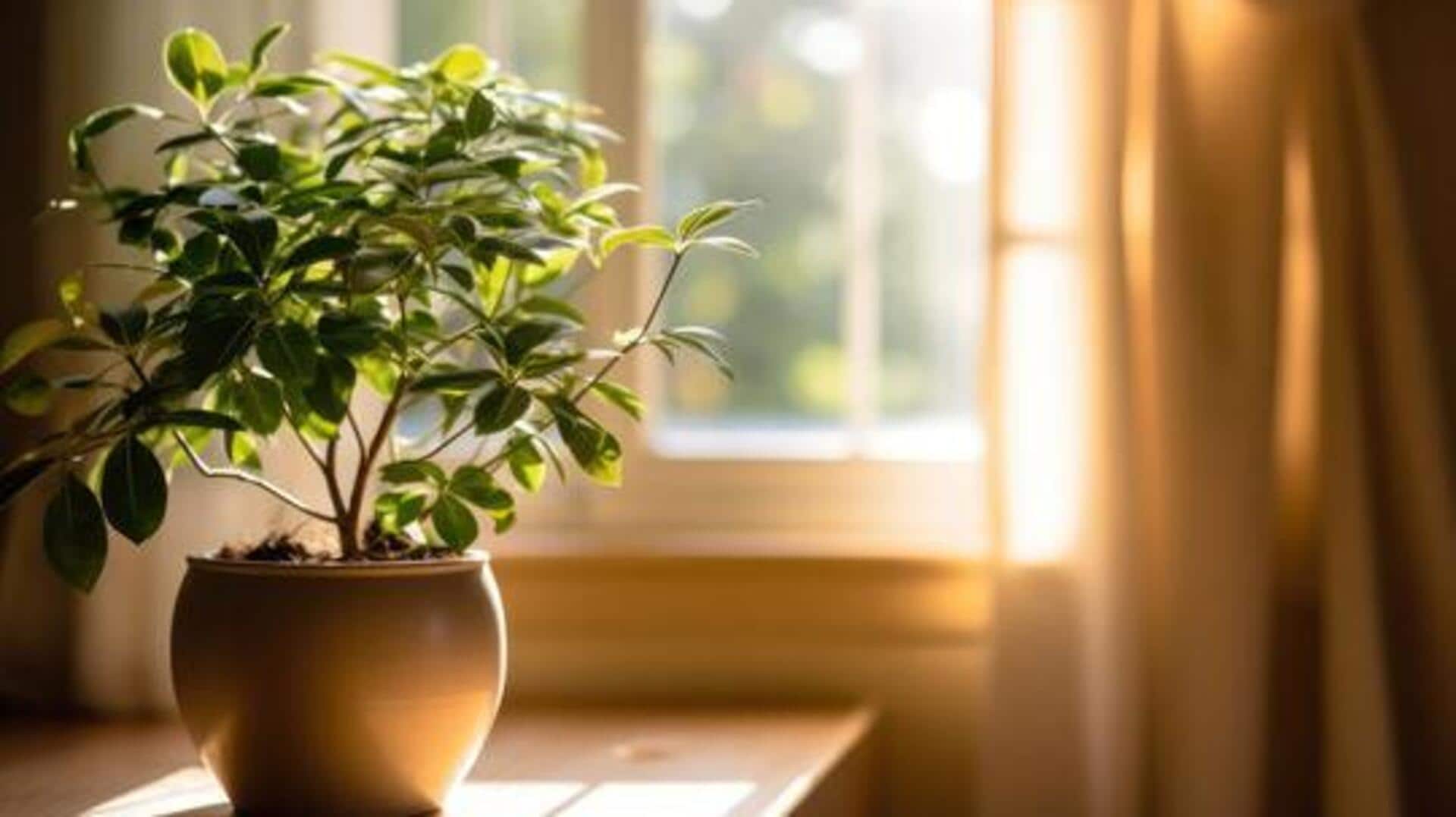 5 window locations for a thriving indoor garden 