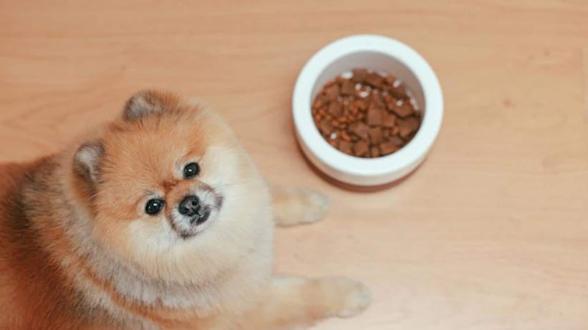 Take note of these Pomeranian tear stain solutions