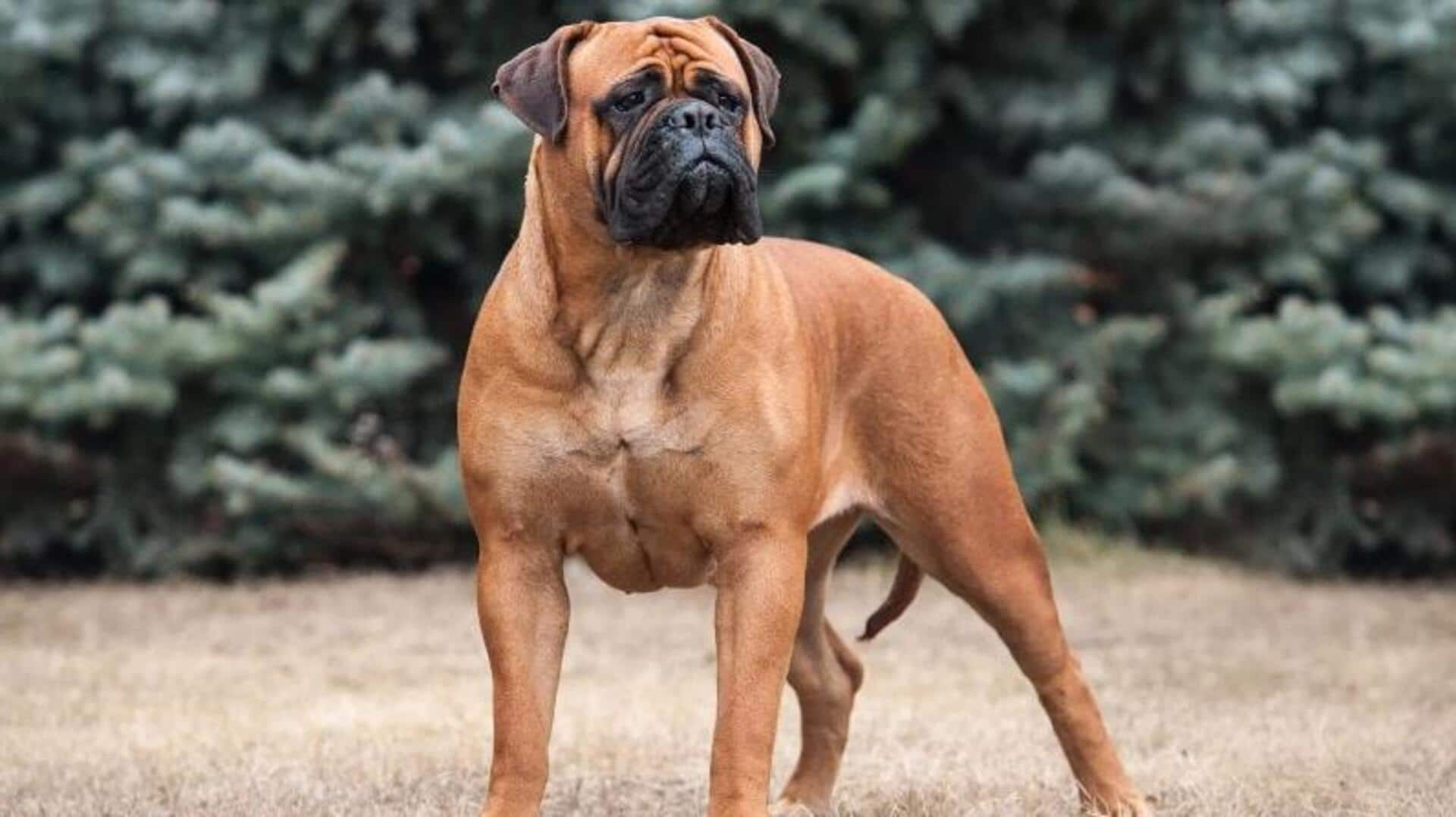 How to train your Bullmastiff to be quiet—easy tips