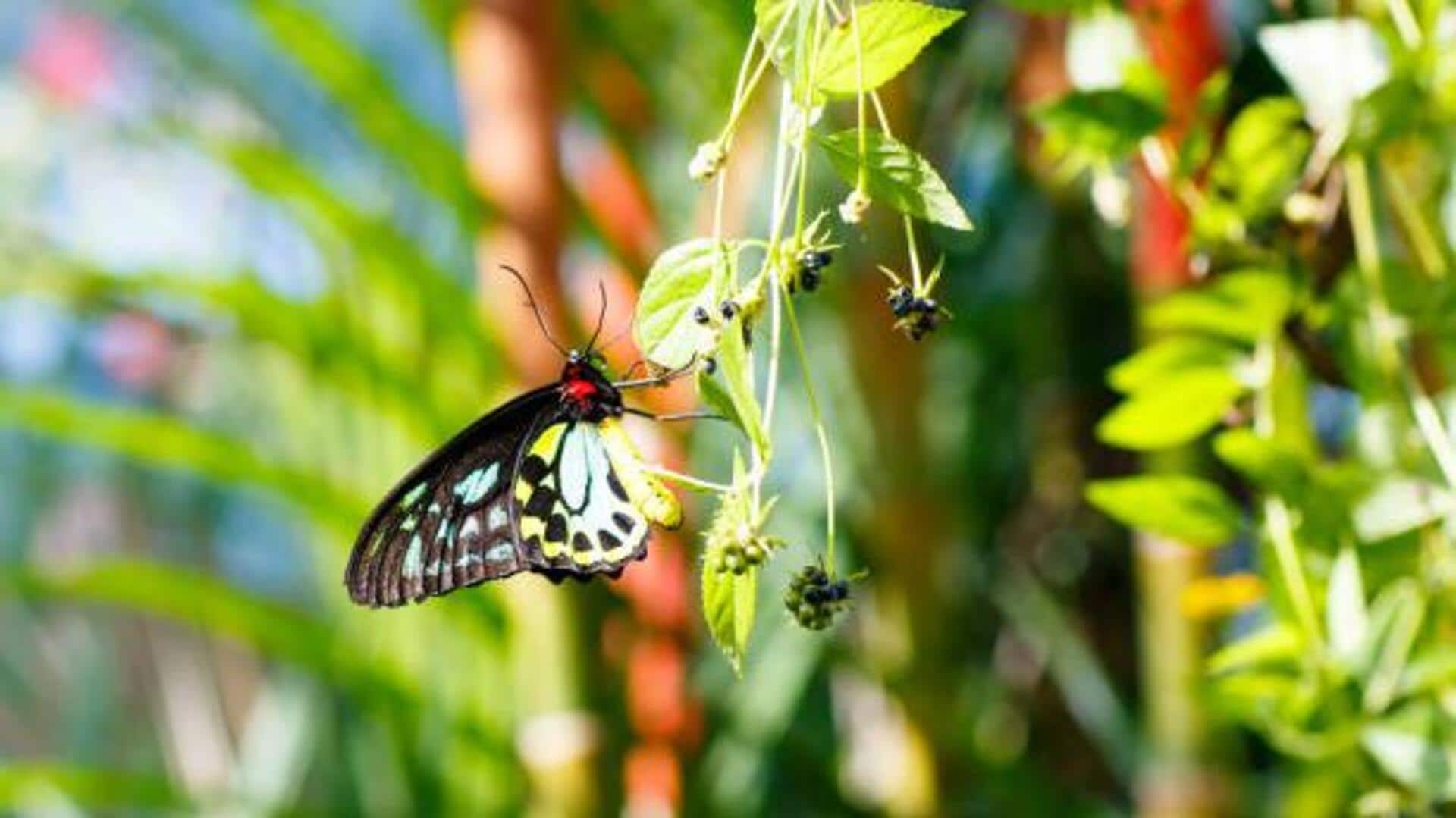 India's amazing butterfly sanctuaries: A list India's amazing butterfly sanctuaries: A list