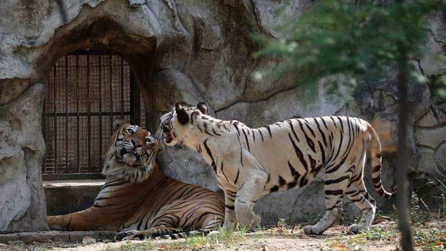 COVID-19 effect: Deaths at Delhi Zoo fall to three-year low