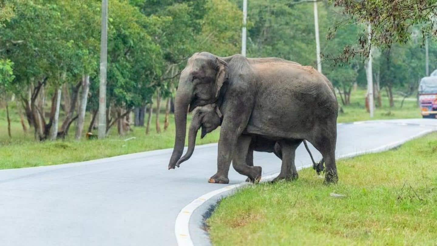 Villagers have been cautioned not to venture into the forest Villagers have been cautioned not to venture into the forest
