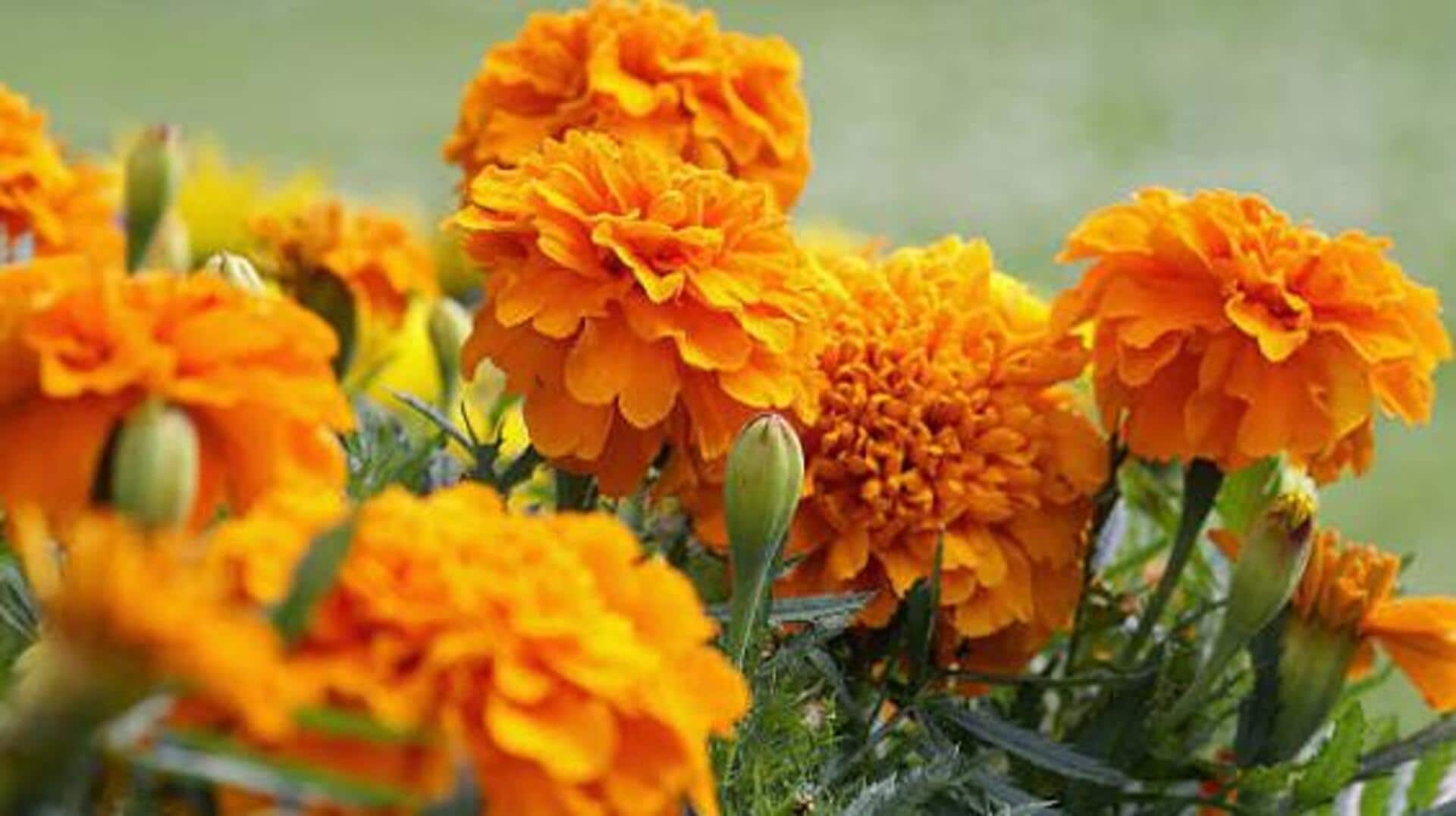How to use marigold flowers for wellness