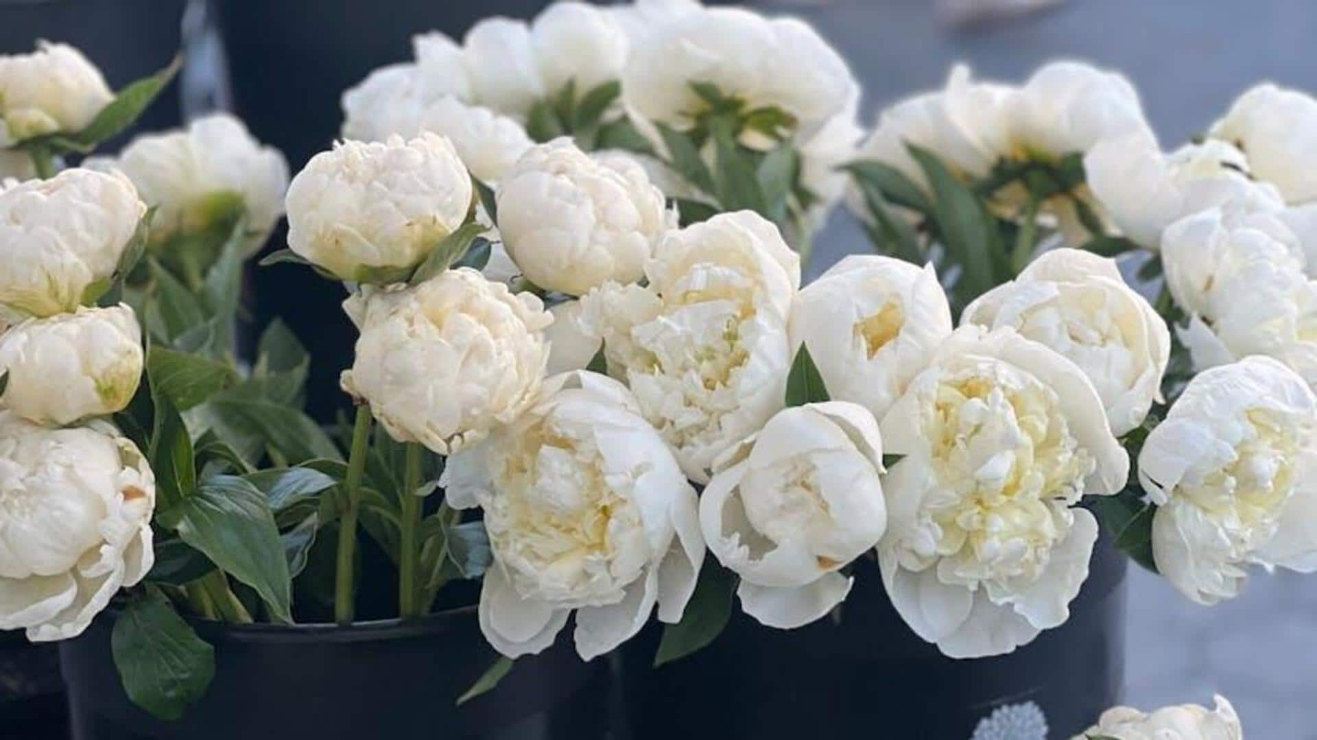 Growing sweet-scented gardenias in indoor pots