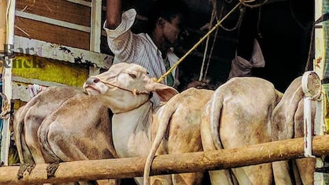 What directions did SC give for cattle on roads, highways 