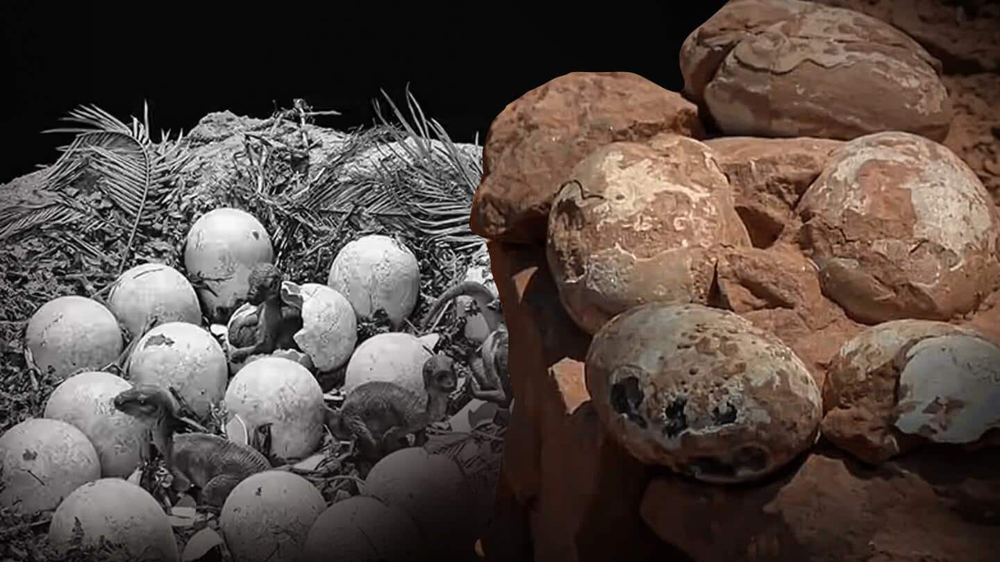 Paleontologists discover dinosaur nests, 265 fossilized eggs in Narmada Valley