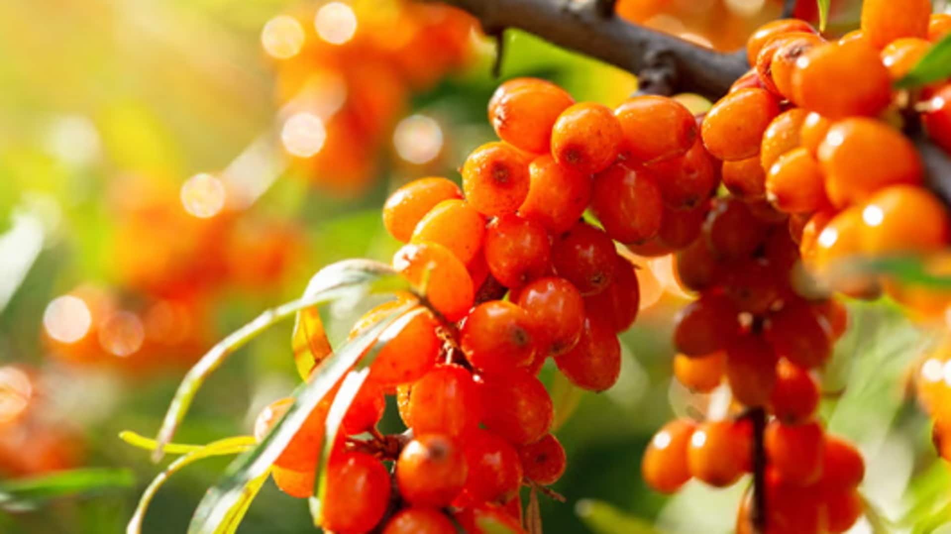 Why you must eat sea buckthorn berries daily Why you must eat sea buckthorn berries daily